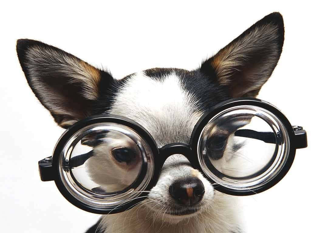 Chihuahua Dog 桌布 壁紙 — 一隻黑白相間的吉娃娃戴著超大的圓框眼鏡，背景是純白色。