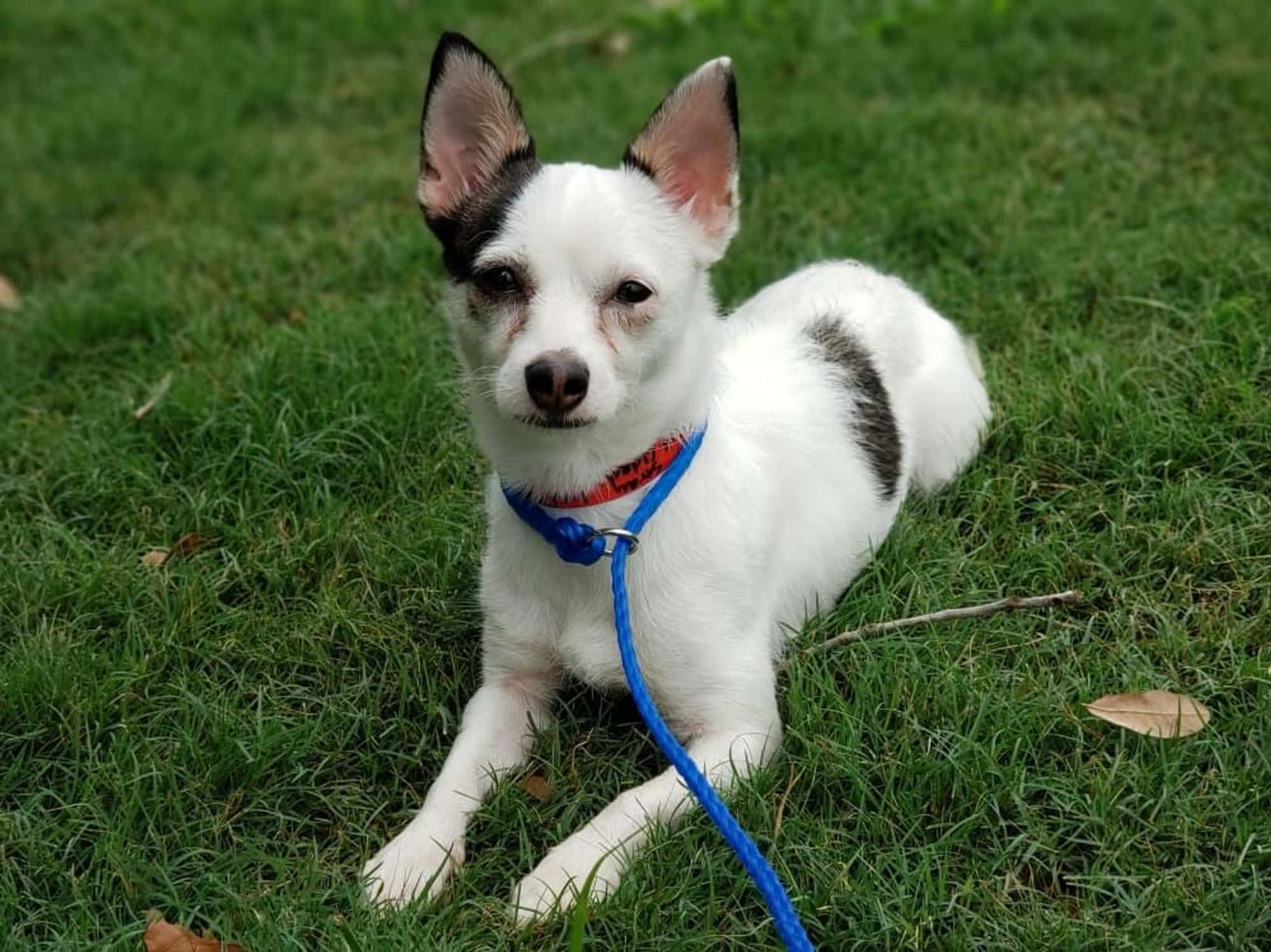 Chihuahua 桌布 壁紙 — 一隻黑白相間的吉娃娃豎起耳朵躺在綠色草地上，繫著藍色狗繩和紅色項圈。