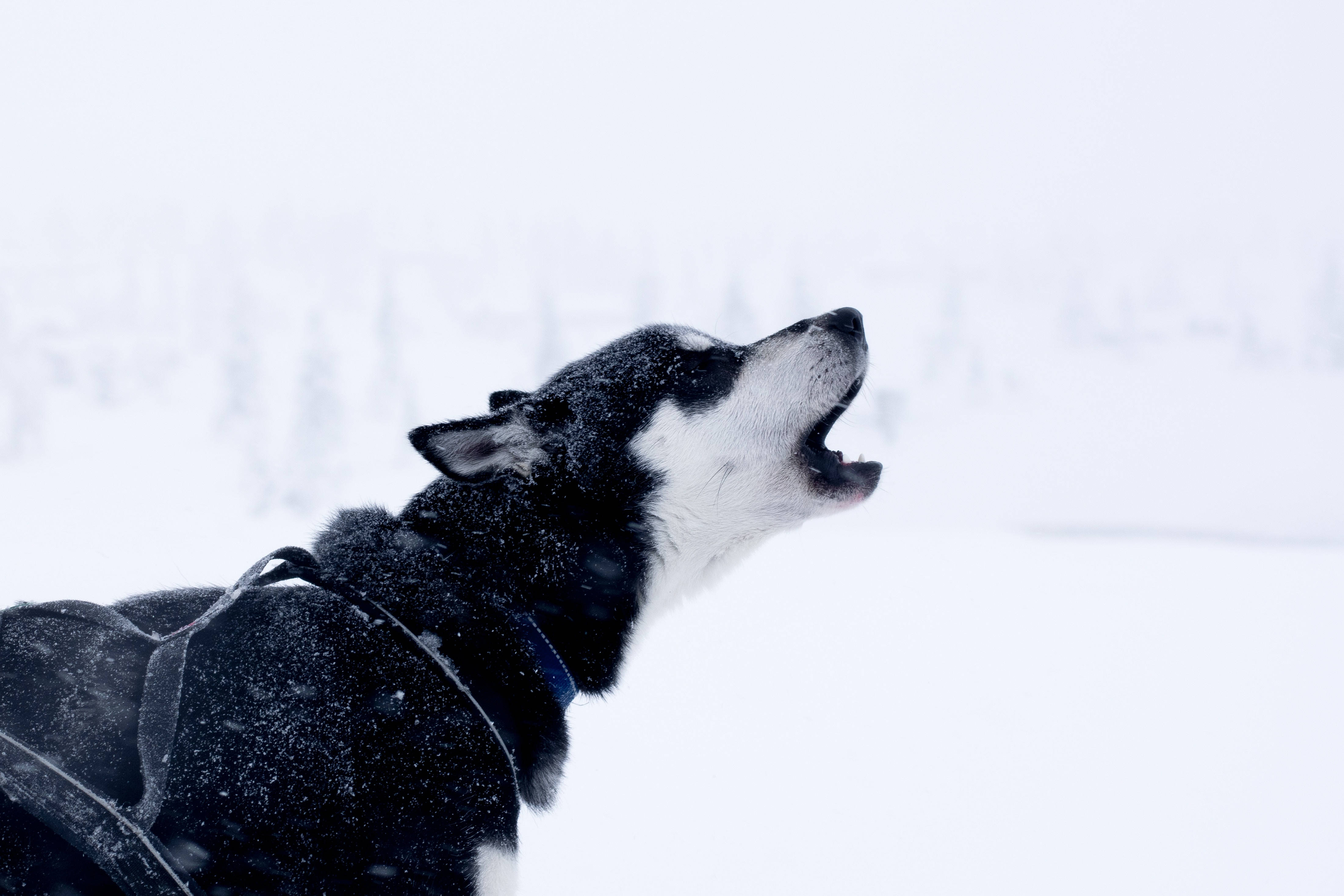 雪 桌布 壁紙 — 一隻黑白相間的哈士奇狗在雪景背景下嚎叫，雪花飄落在牠的毛髮周圍。