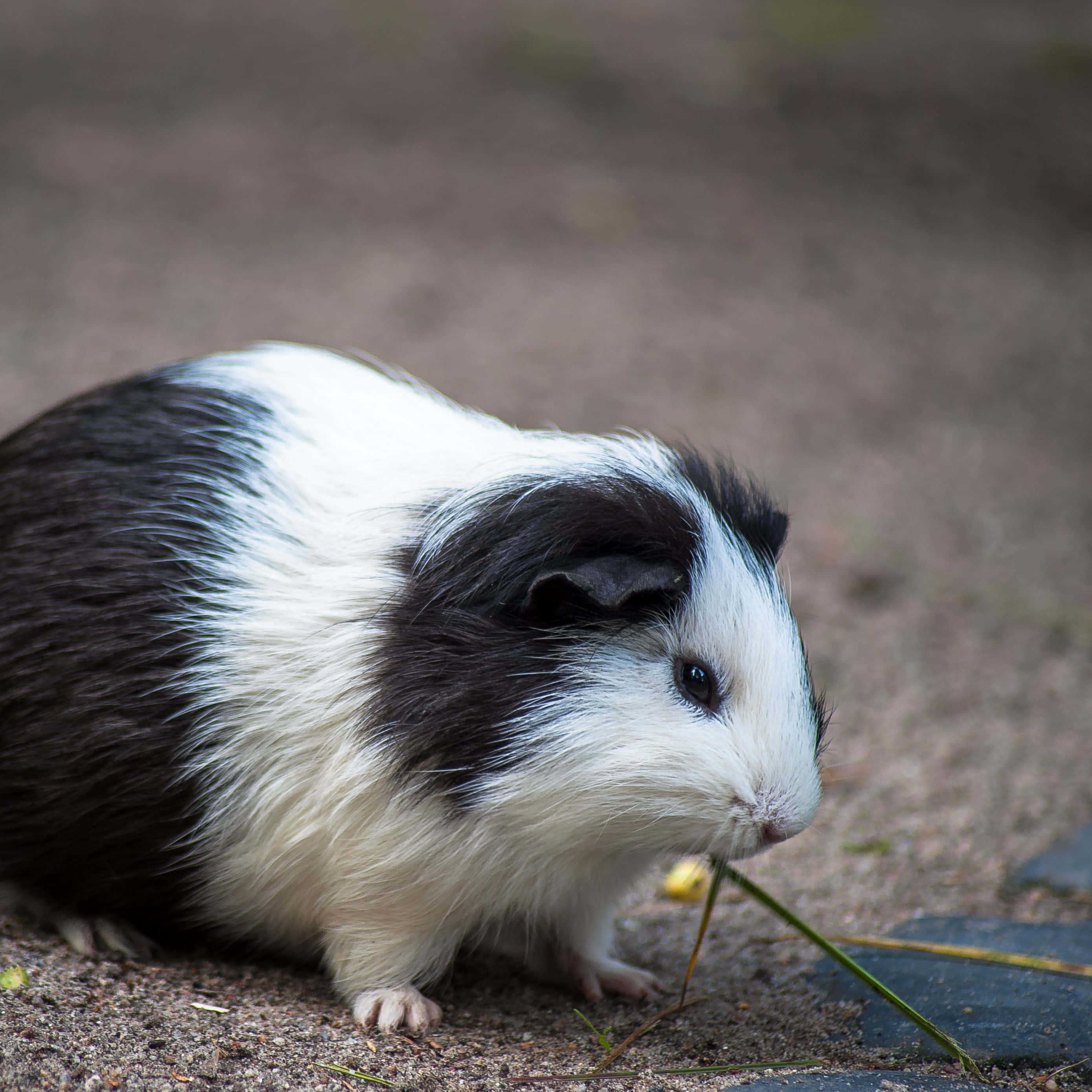 guinea pig 桌布 壁紙 — 一隻黑白相間的天竺鼠在模糊的泥土地上啃咬一片草葉。