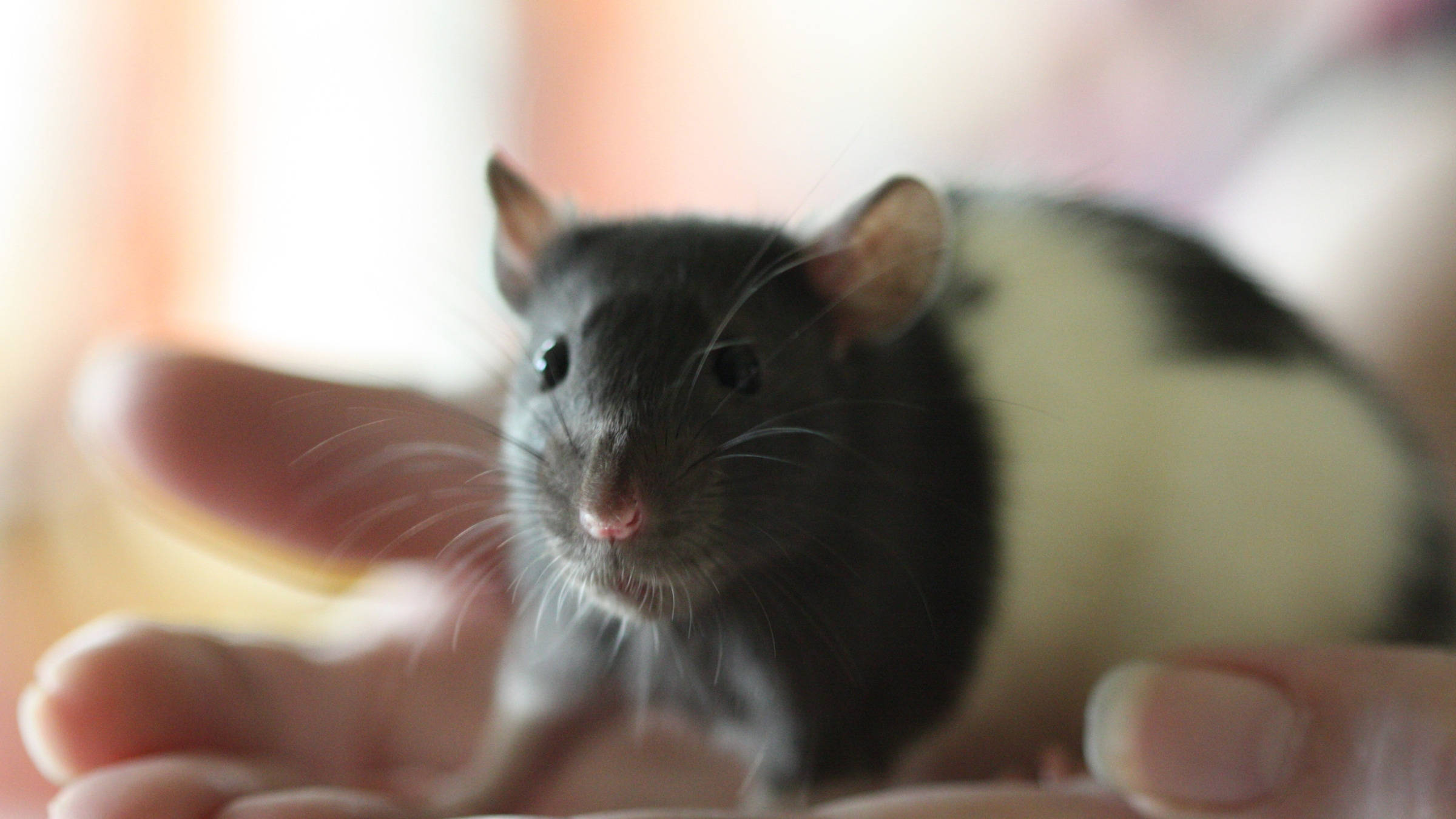 Rat 桌布 壁紙 — 一隻黑白相間的小老鼠，眼睛明亮，平靜地坐在一個人張開的手掌上，背景柔和模糊。