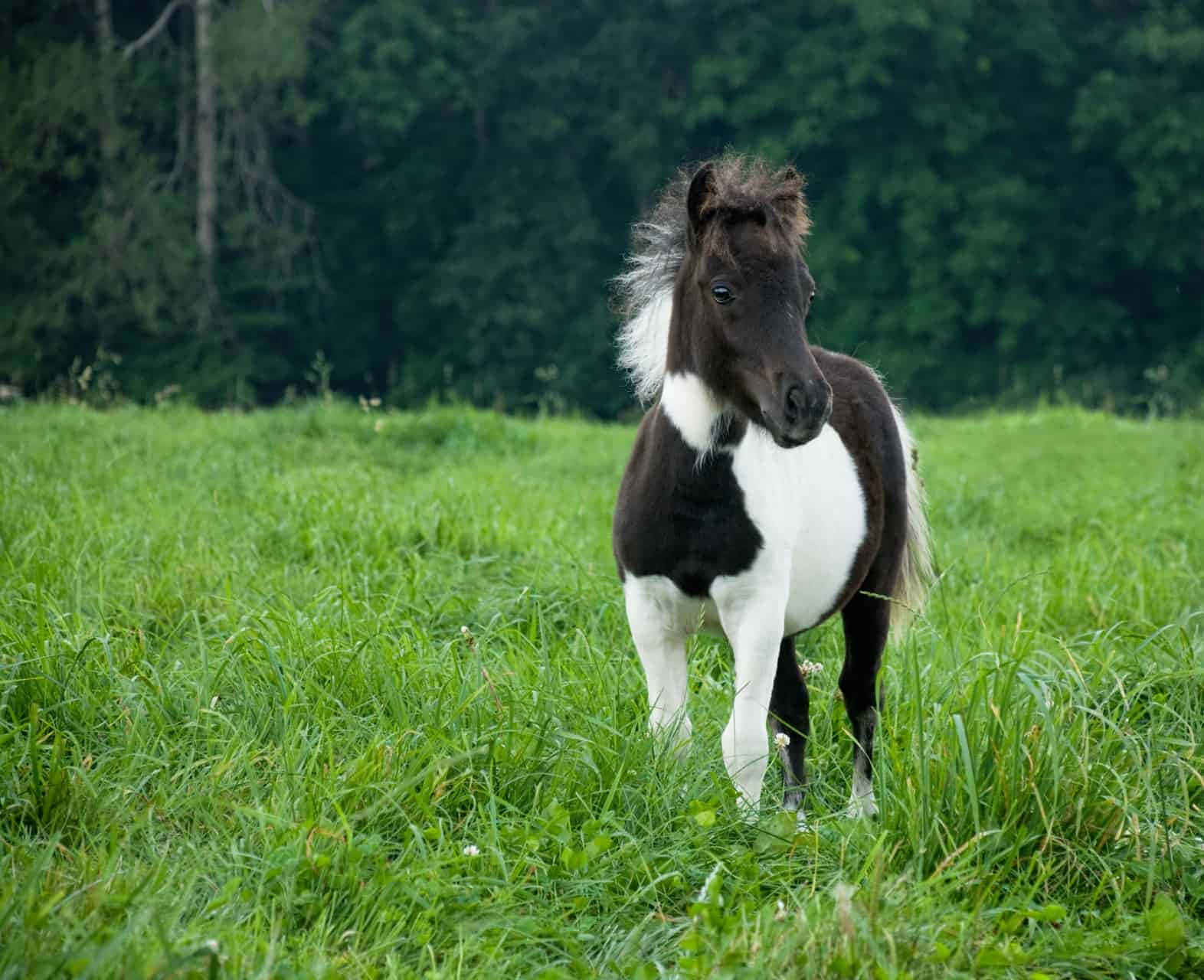 pony 桌布 壁紙 — 一隻黑白相間的小馬駒警覺地站在茂密的綠色草地上，背後是茂密的森林。