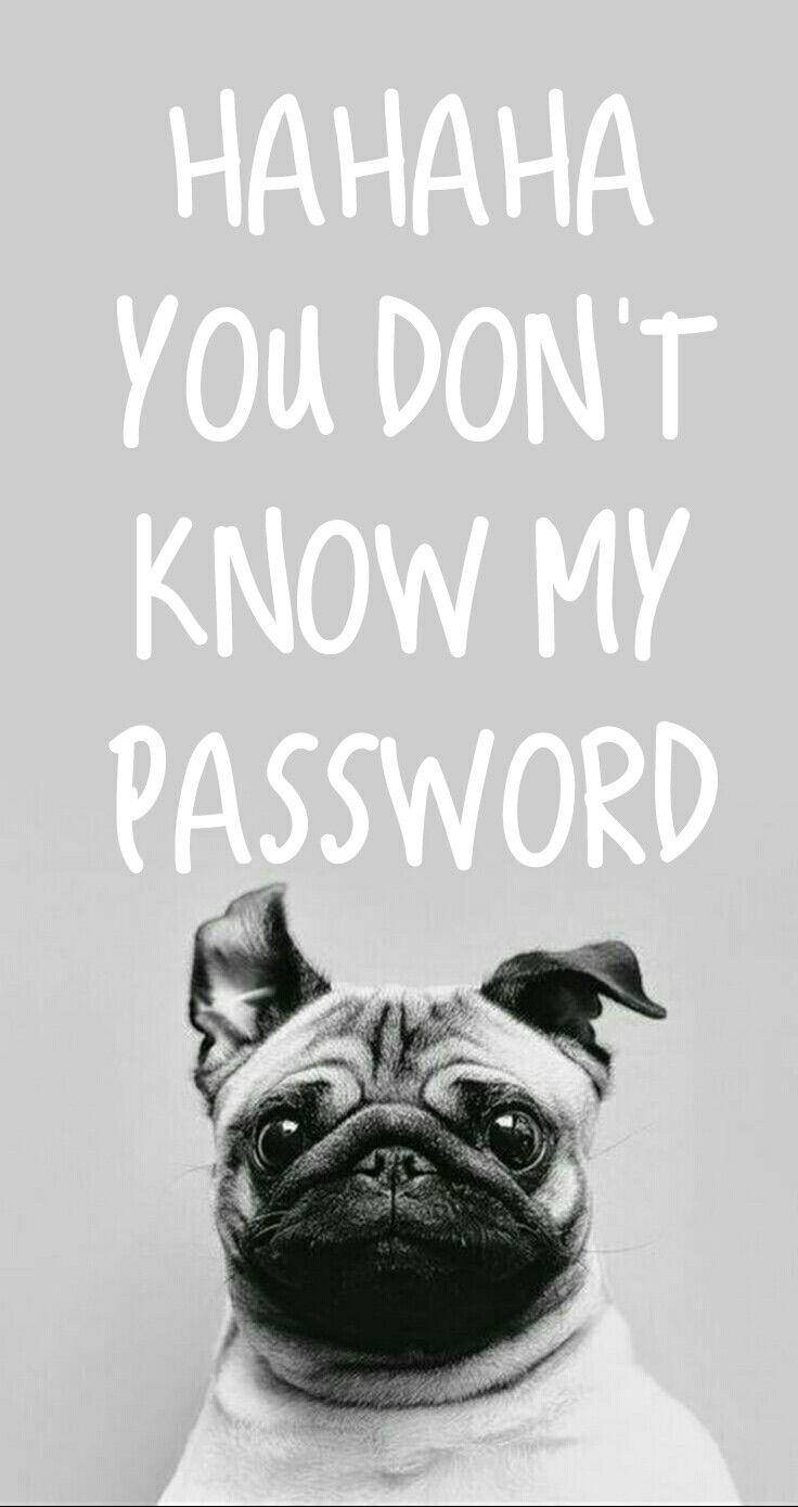Pug 桌布 壁紙 — 一隻黑白相間的巴哥犬在粗體白色文字 'HAHAHA 你不知道我的密碼' 下方嚴肅地凝視。