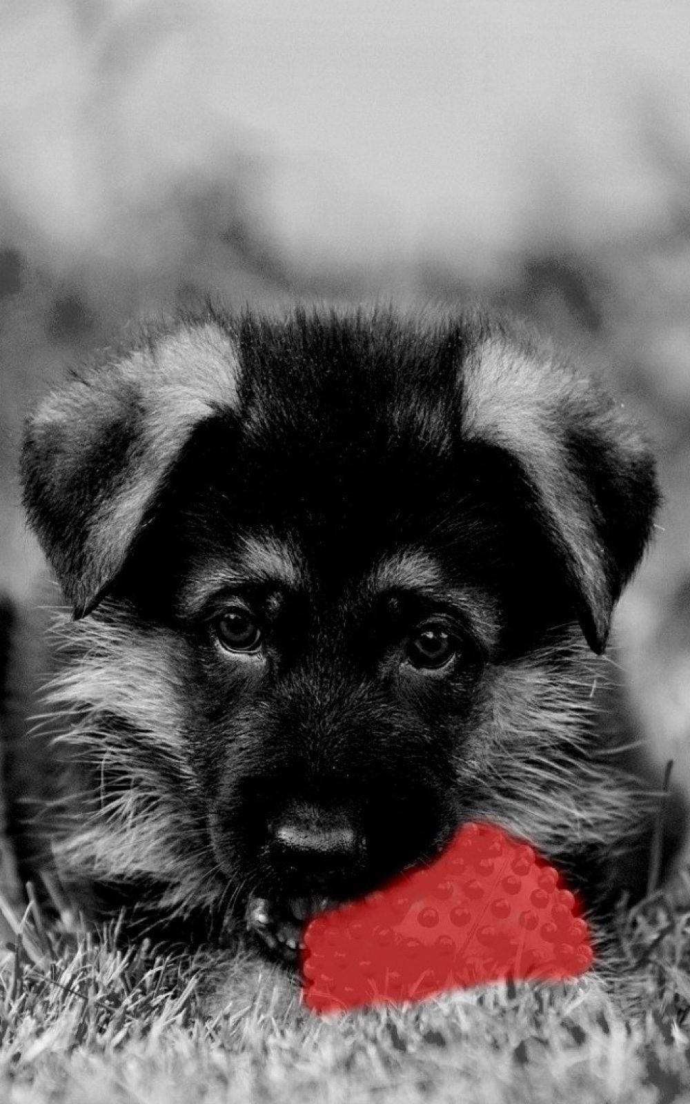 黑白 桌布 壁紙 — 一隻黑白相間的德國牧羊犬幼犬，嘴裡叼著一個鮮紅色的咀嚼玩具，站在草地上。