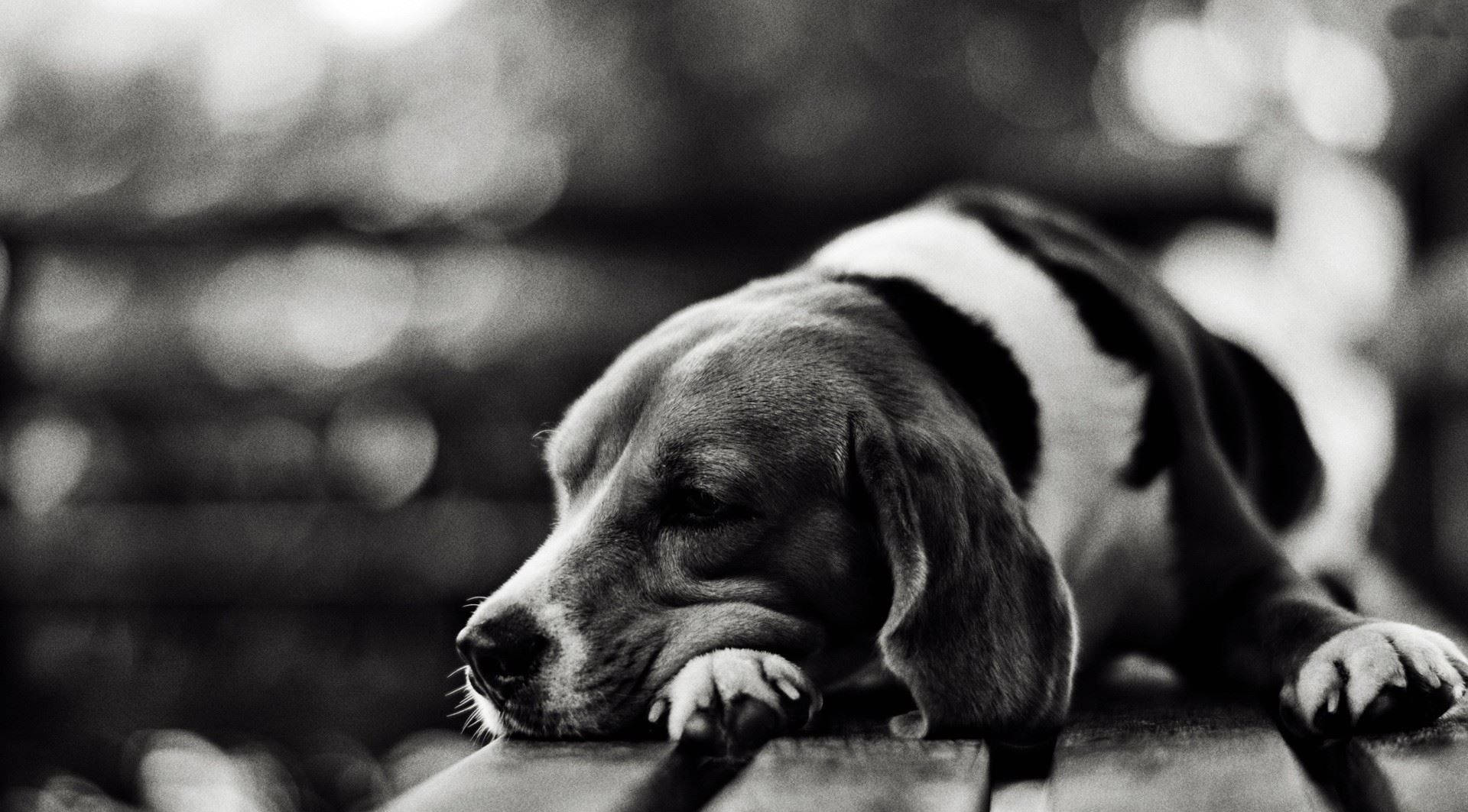 Black And White Photography 桌布 壁紙 — 一隻黑白相間的比格犬將頭放在木質表面上，閉著眼睛安詳地休息。