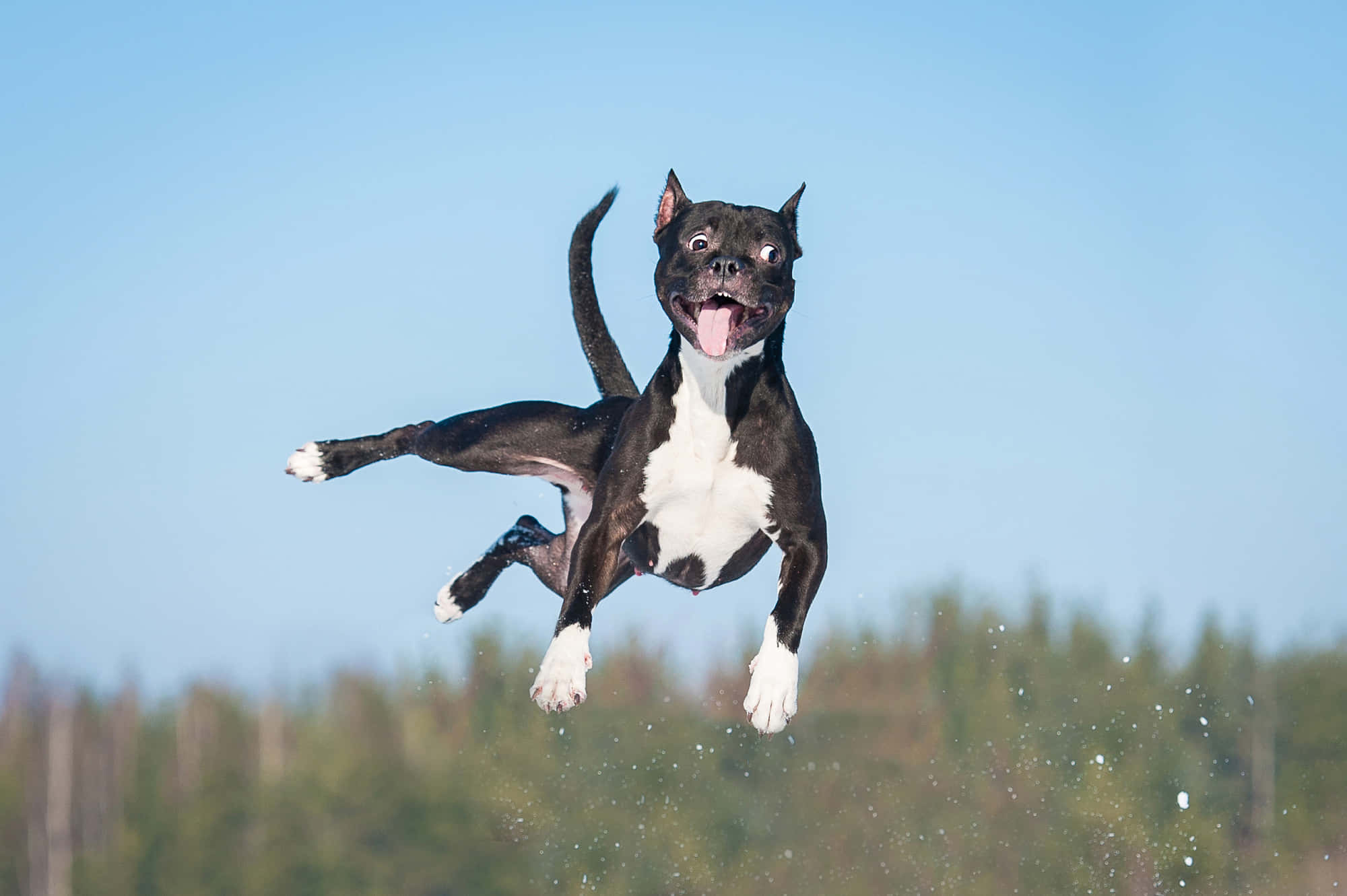 Silly Dog 桌布 壁紙 — 一隻黑白相間的比特犬在晴朗藍天和模糊綠樹背景下，開心跳躍空中。
