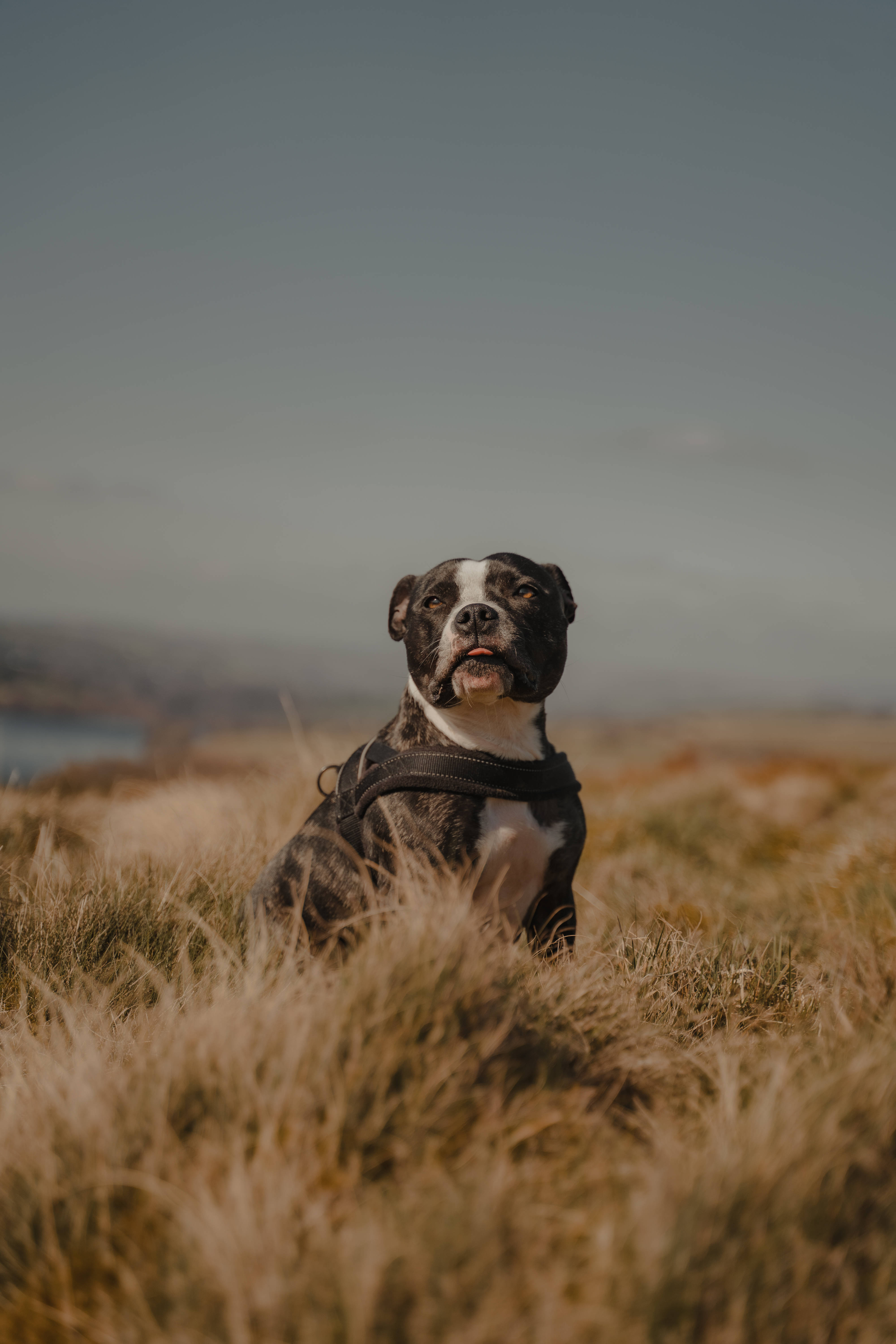 Pitbull 桌布 壁紙 — 一隻黑白相間的比特犬在暗淡天空下的高金黃色草叢中警覺地坐著。