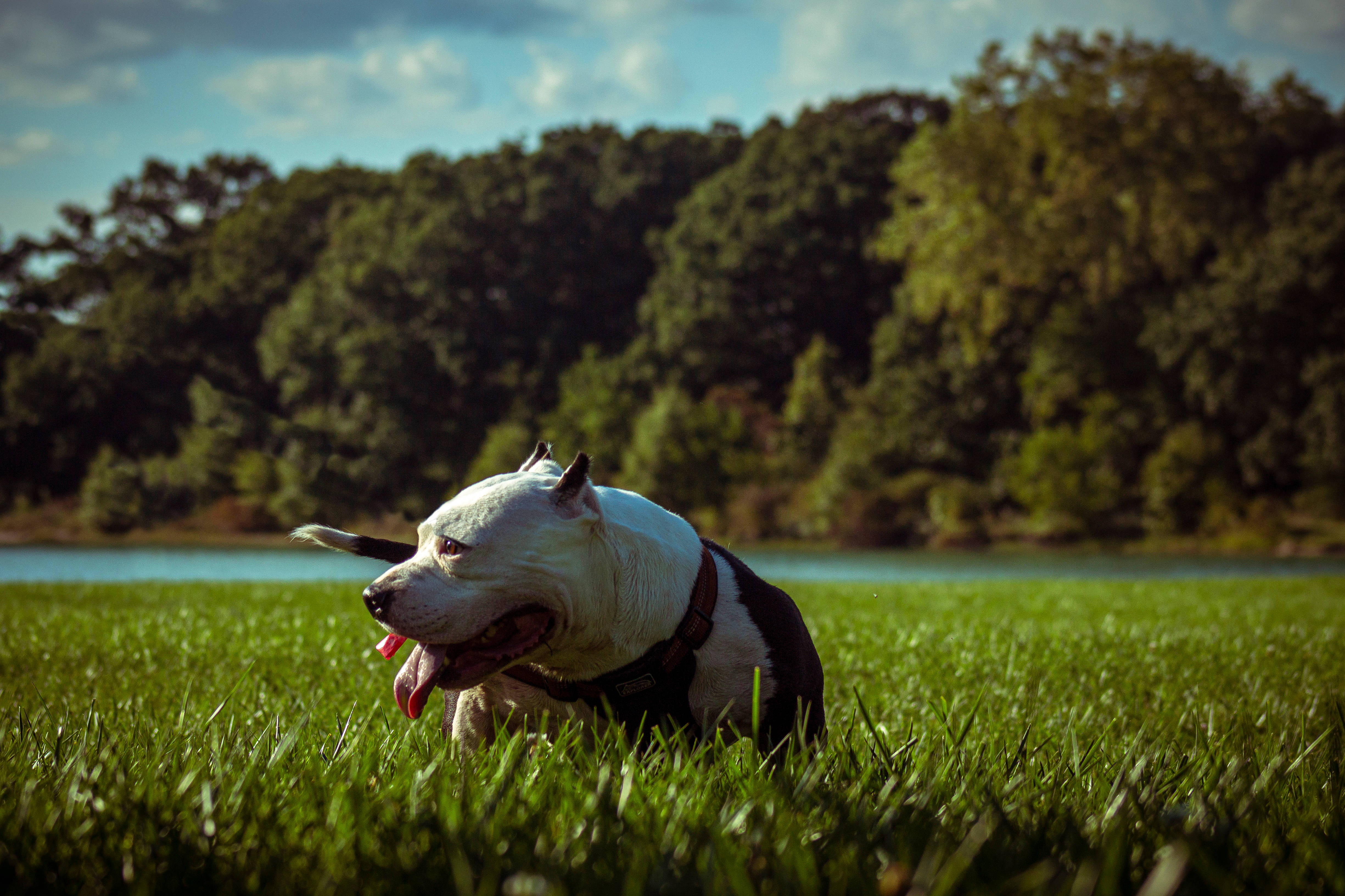 Pitbull 桌布 壁紙 — 一隻黑白相間的比特犬在背景有樹木的平靜湖邊，在充滿活力的綠色草地上快樂地奔跑。