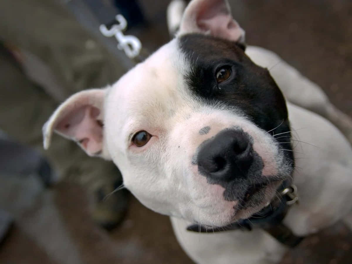 Pitbull 桌布 壁紙 — 一隻黑白相間的比特犬幼犬特寫，向上看，有柔和的棕色眼睛和粉紅色鼻子。