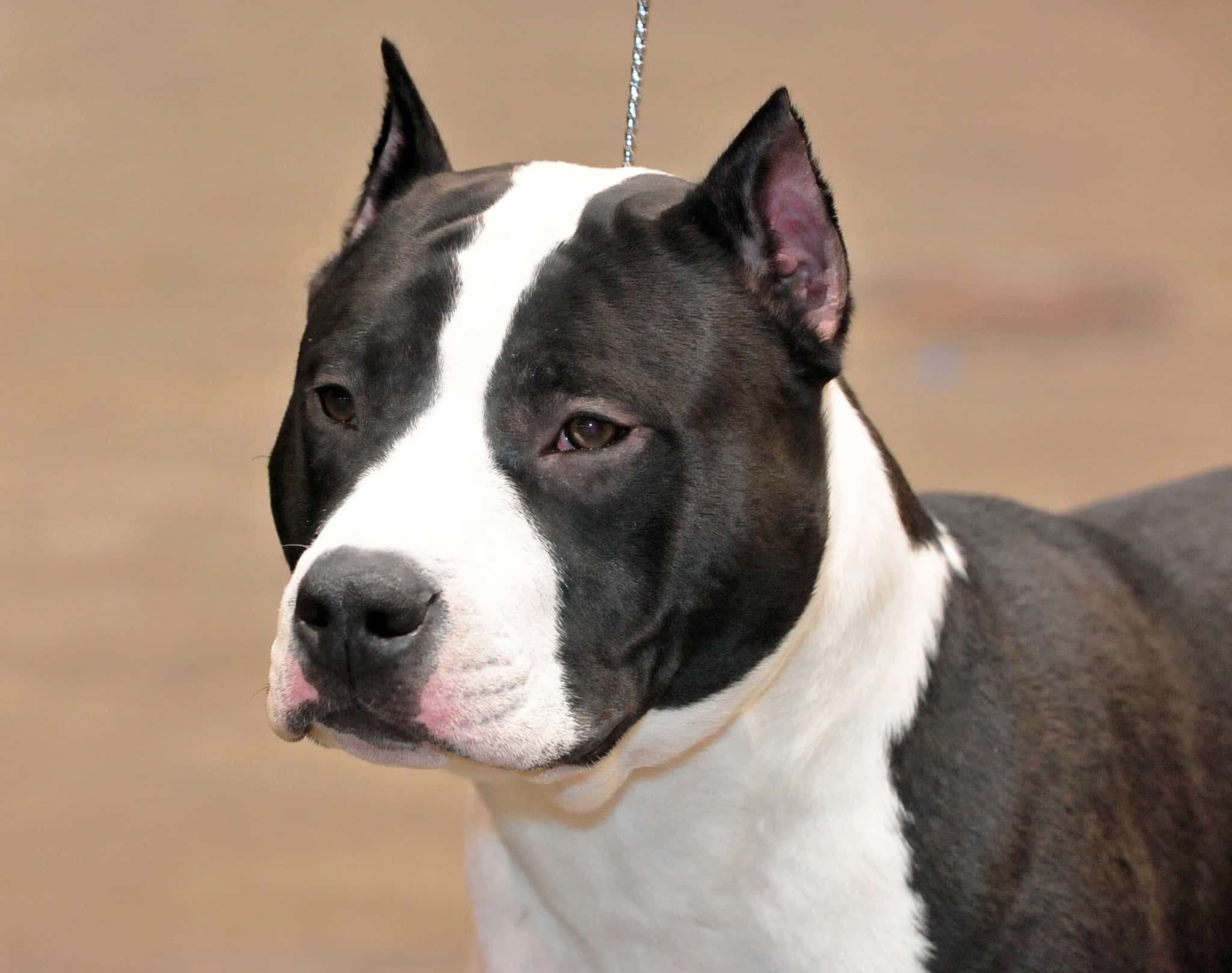 Black Pitbull 桌布 壁紙 — 一隻黑白相間的比特犬特寫，有警覺的耳朵和粉紅色的鼻子，平靜地注視著前方。