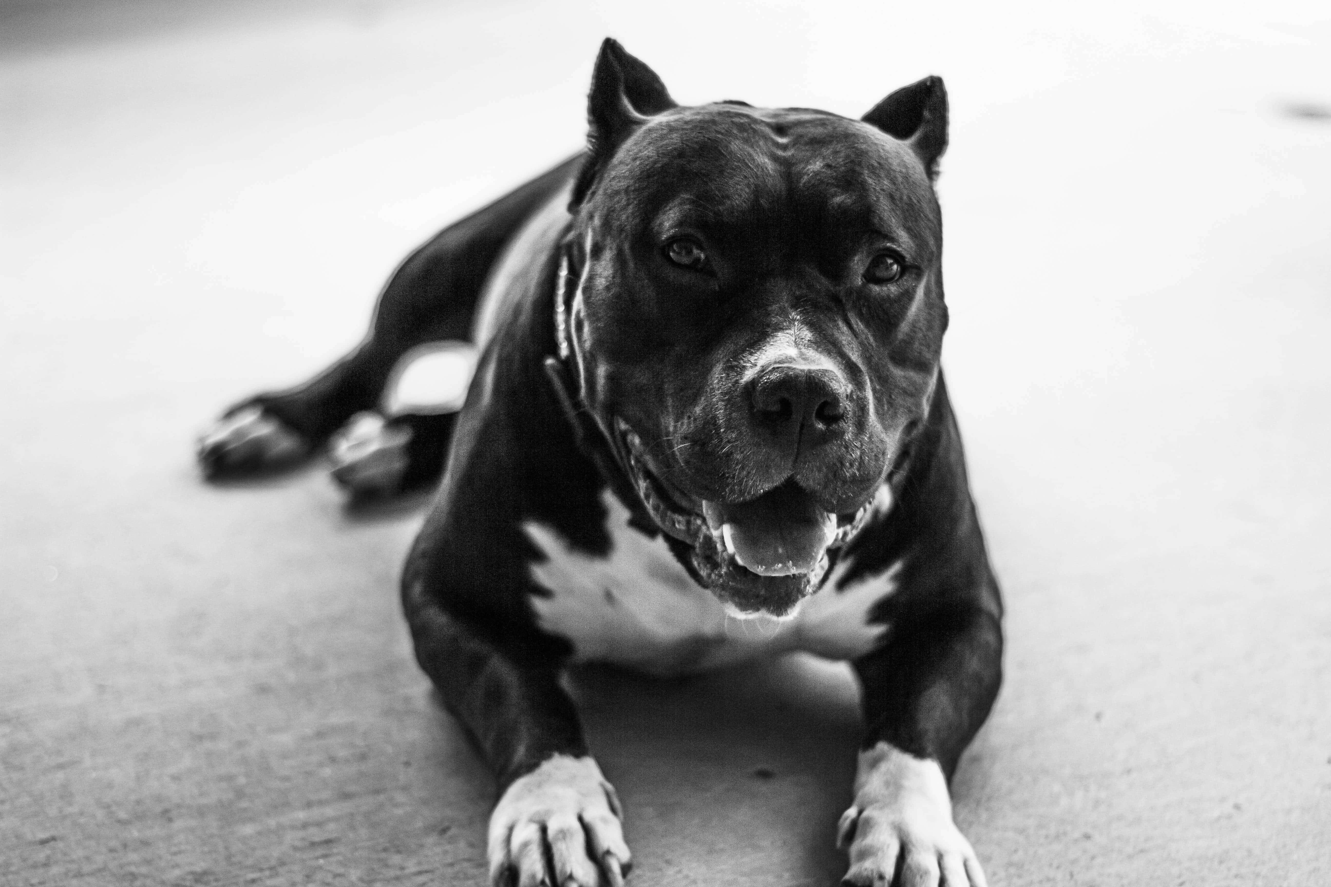 Black Pitbull 桌布 壁紙 — 一隻黑白相間的比特犬躺在地板上，溫柔地直視鏡頭。