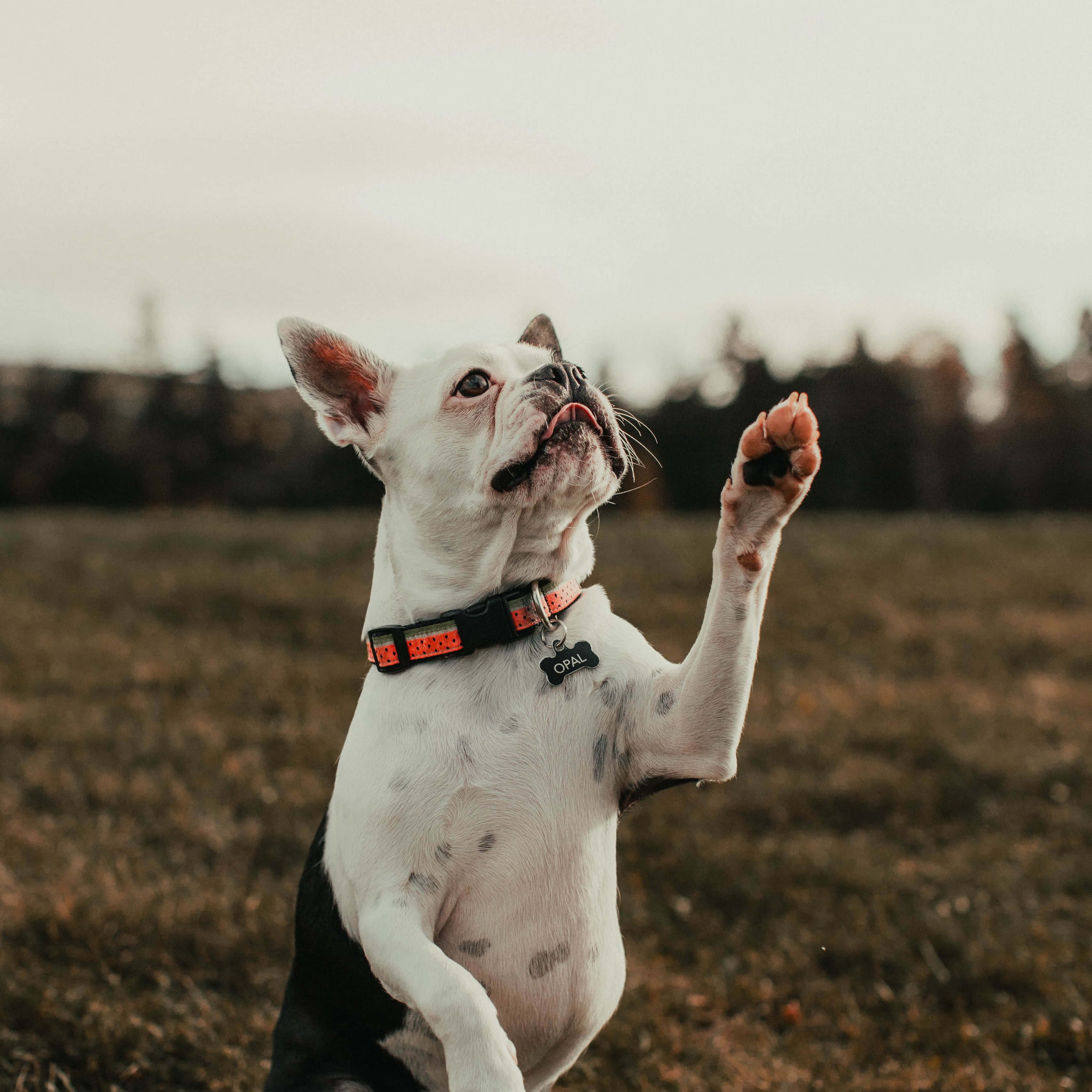 Bulldog 桌布 壁紙 — 一隻黑白相間的法國鬥牛犬在田野中用後腿站立，爪子抬起，戴著一個紅黑相間的項圈，上面有一個寫著Opal的標籤。