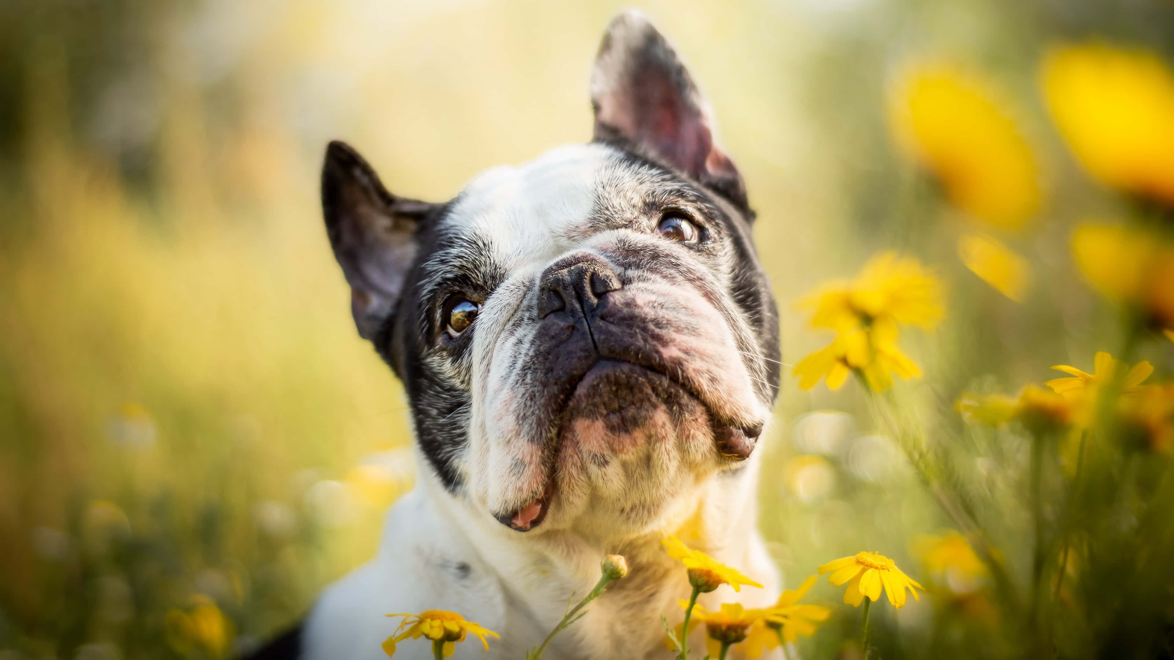 Bulldog 桌布 壁紙 — 一隻黑白相間的法國鬥牛犬在陽光明媚的黃色雛菊田中，用溫柔的眼神向上凝視。