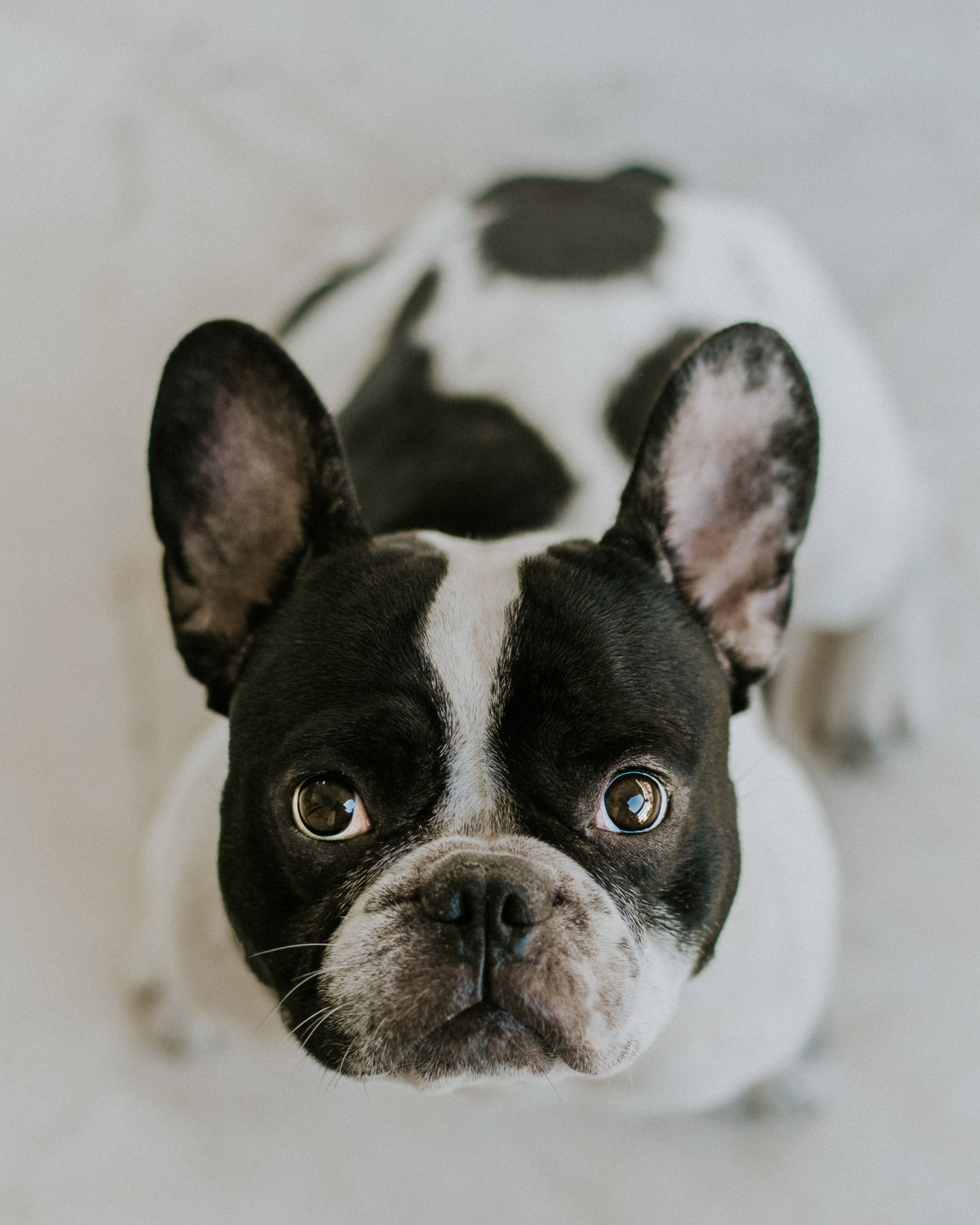 Bulldog 桌布 壁紙 — 一隻黑白相間的法國鬥牛犬從高角度向上看，睜著好奇的大眼睛，背景是柔和的白色。