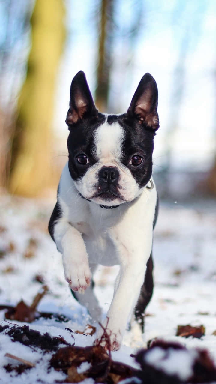 狗 桌布 壁紙 — 一隻黑白相間的波士頓㹴幼犬在雪地上充滿活力地跳躍，地上有落葉。