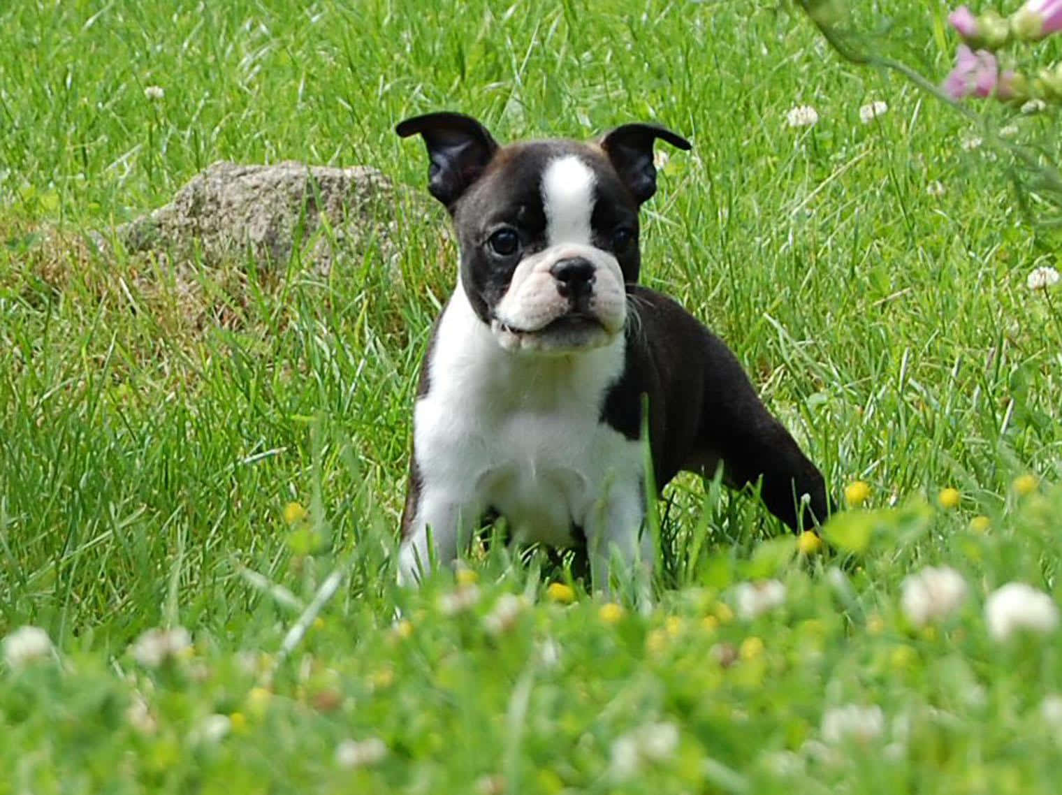 boston terrier 桌布 壁紙 — 一隻黑白相間的波士頓㹴幼犬警覺地坐在陽光普照的綠色草地上，草地上點綴著黃色和白色的野花。