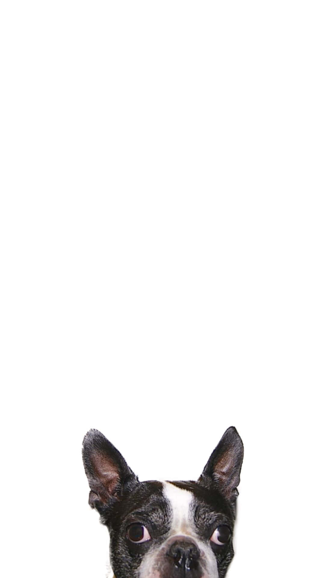 boston terrier 桌布 壁紙 — 一隻黑白相間的波士頓㹴從純白畫框底部好奇地探頭向上看。