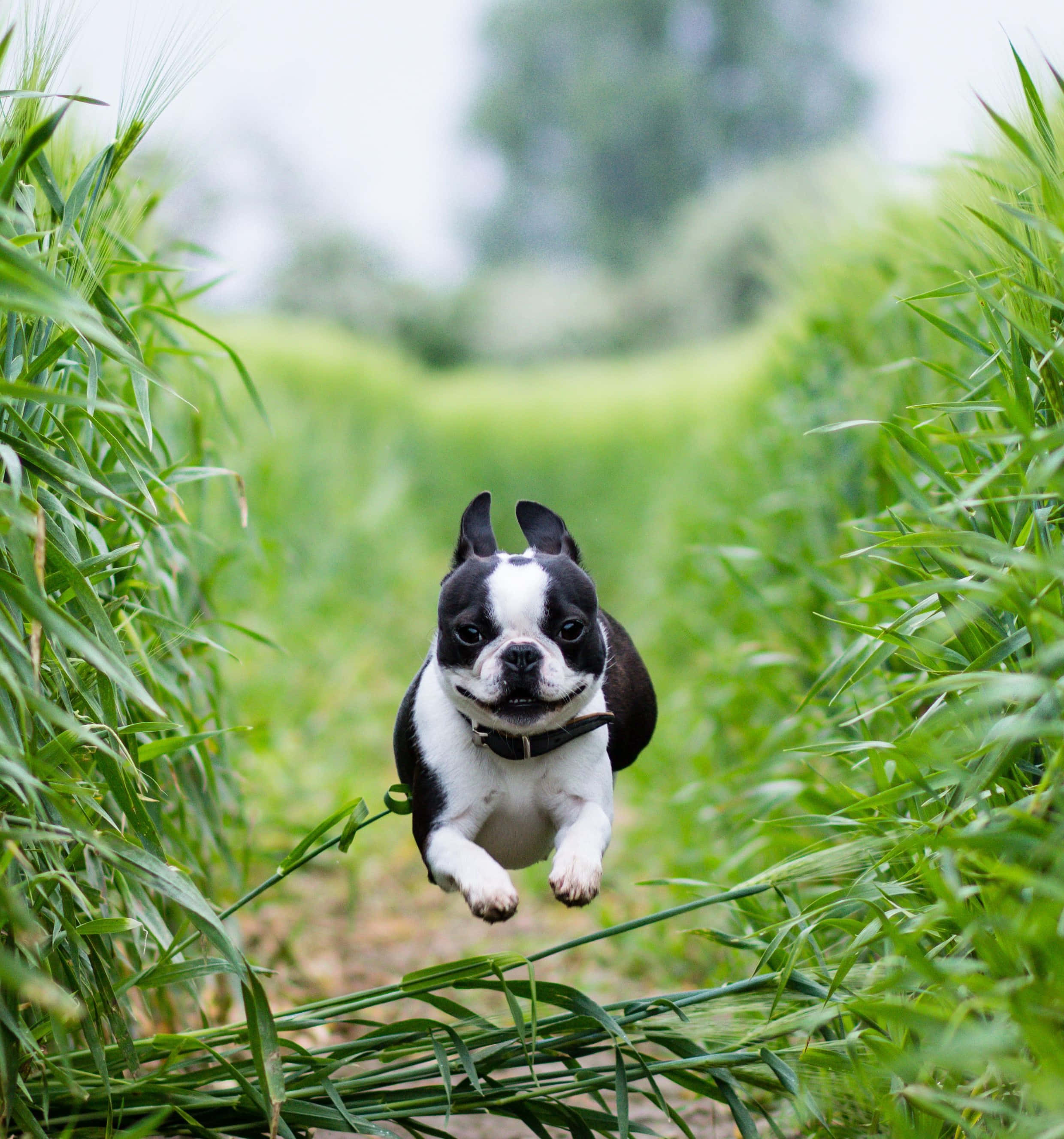 boston terrier 桌布 壁紙 — 一隻黑白相間的波士頓㹴快樂地跳過充滿活力的綠色草地小徑。