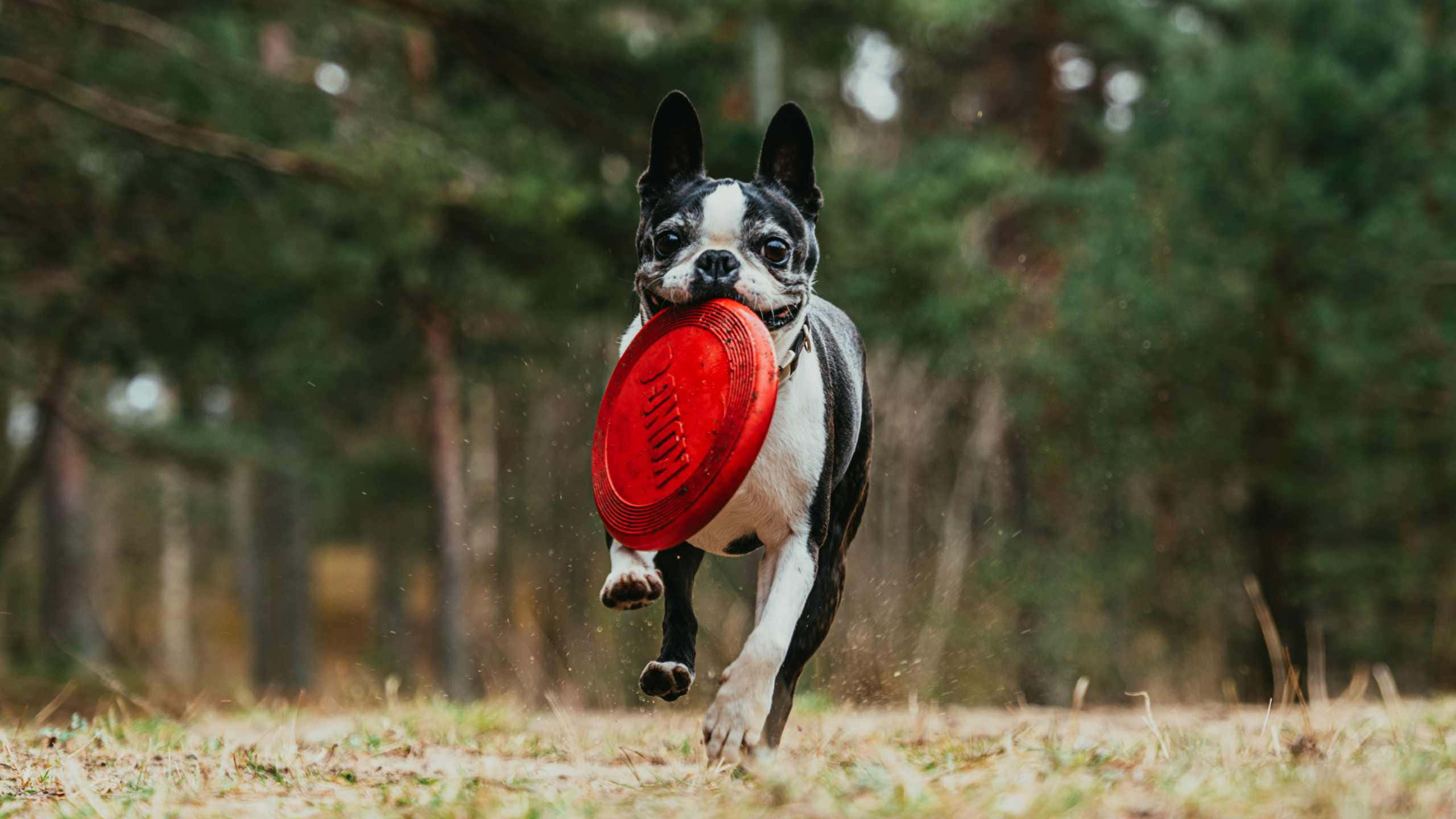 Frisbee 桌布 壁紙 — 一隻黑白相間的波士頓㹴犬叼著鮮紅色的飛盤，在樹林區域中飛奔。