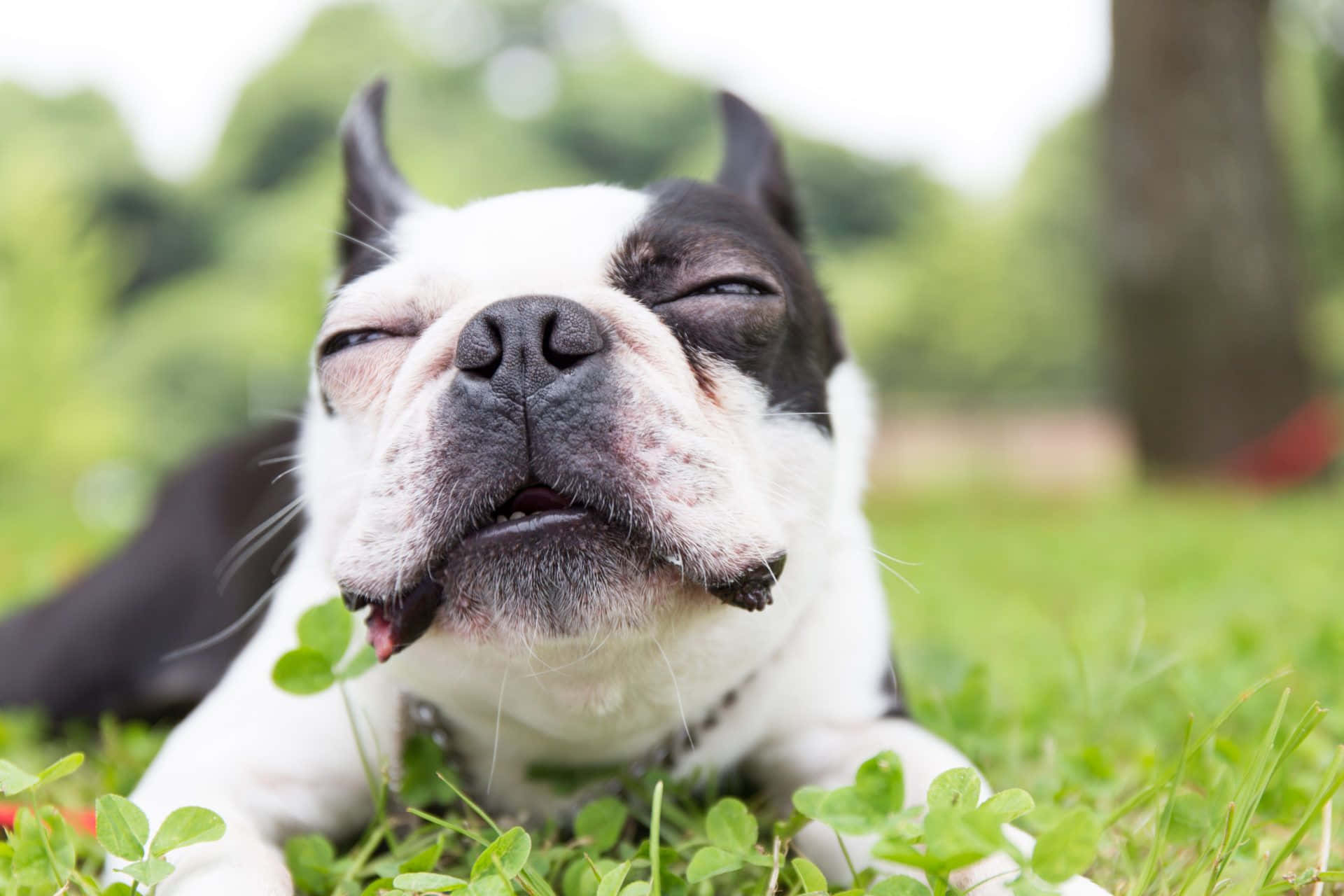狗 桌布 壁紙 — 一隻黑白相間的波士頓㹴犬滿足地躺在綠草上，半閉著眼睛，享受著幸福的放鬆。