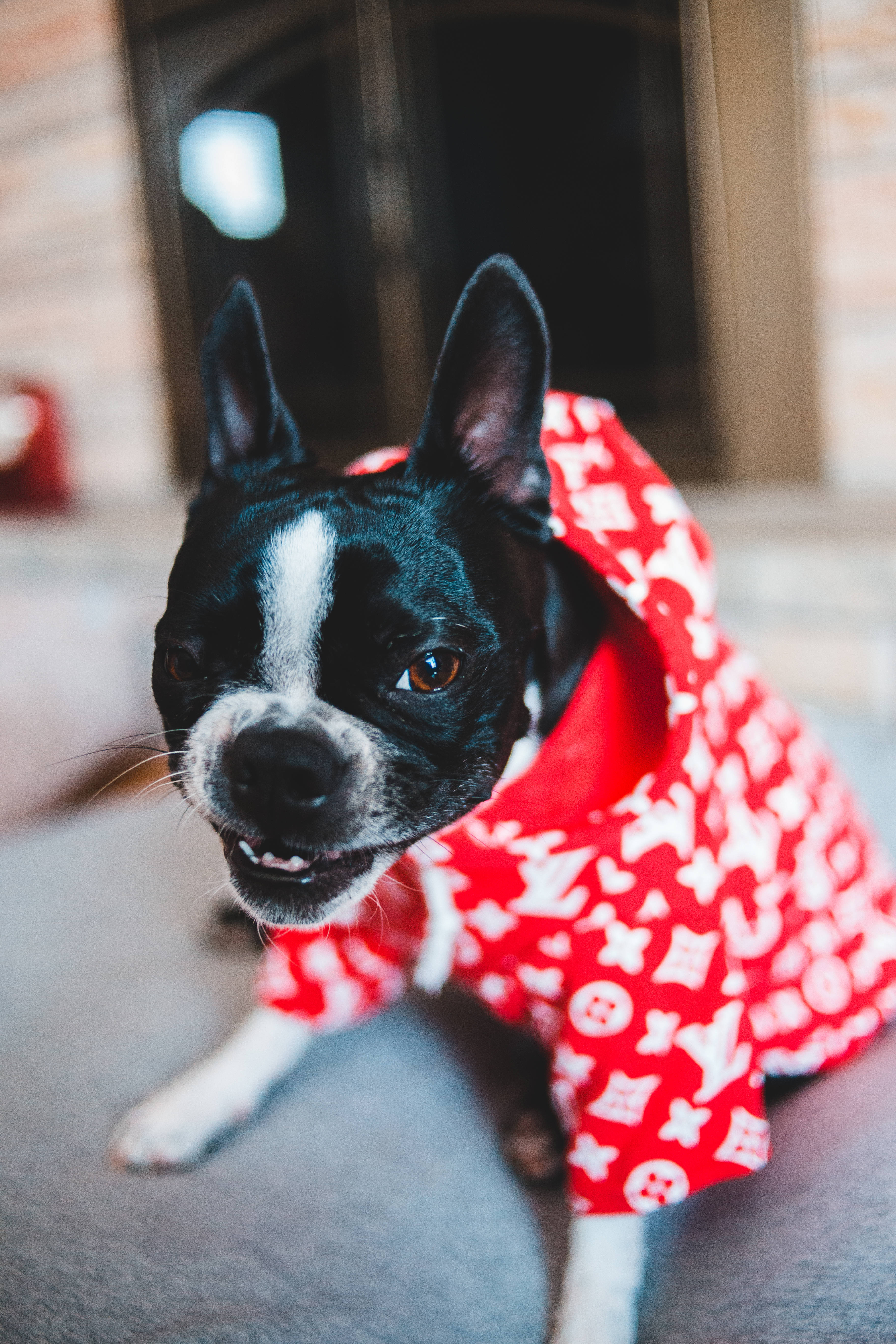 Bulldog 桌布 壁紙 — 一隻黑白相間的波士頓㹴穿著紅色Louis Vuitton圖案連帽衫，坐在灰色沙發上看著鏡頭。