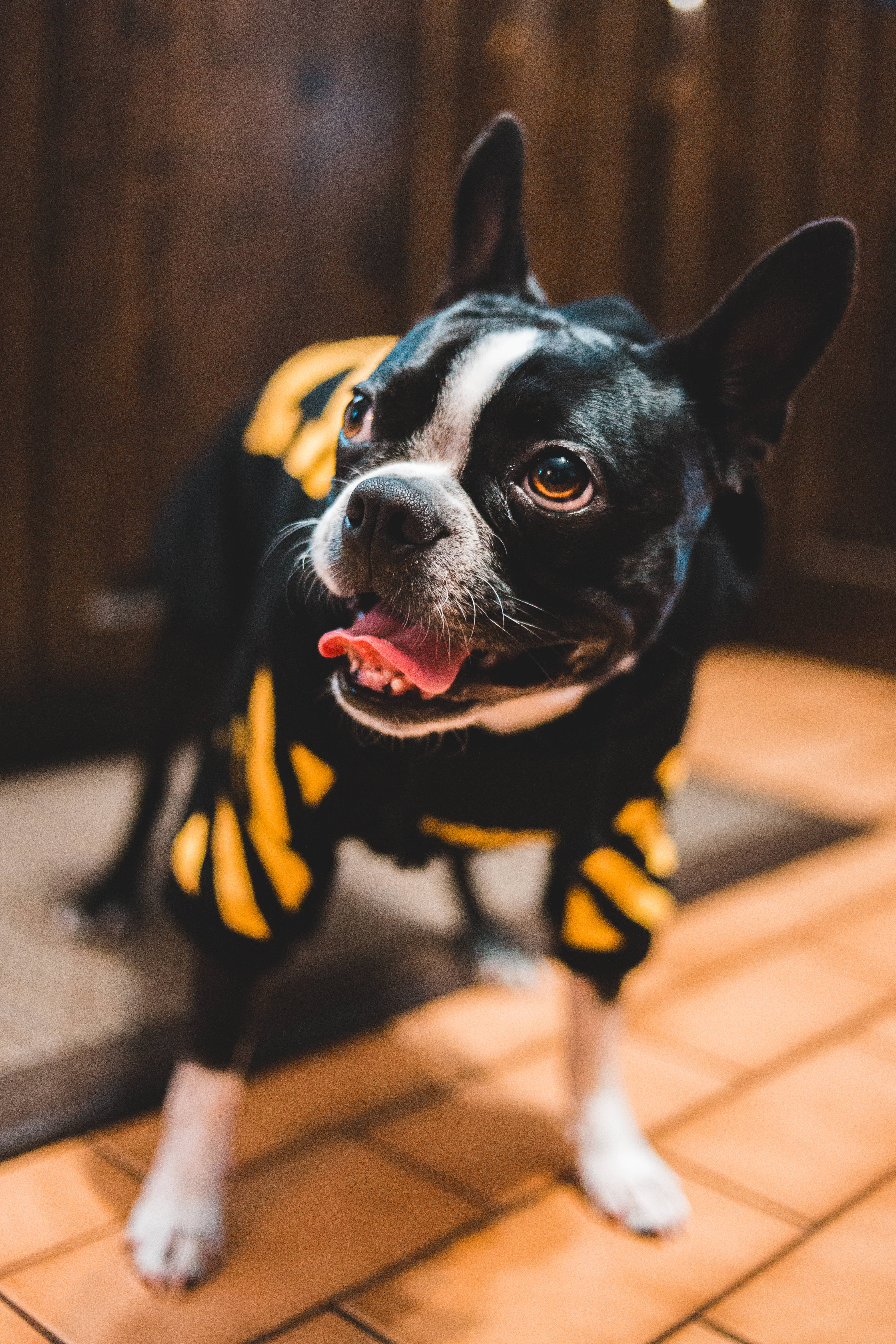 Bulldog 桌布 壁紙 — 一隻黑白相間的波士頓㹴穿著黃黑條紋服裝，站在瓷磚地板上，伸出舌頭向上看。
