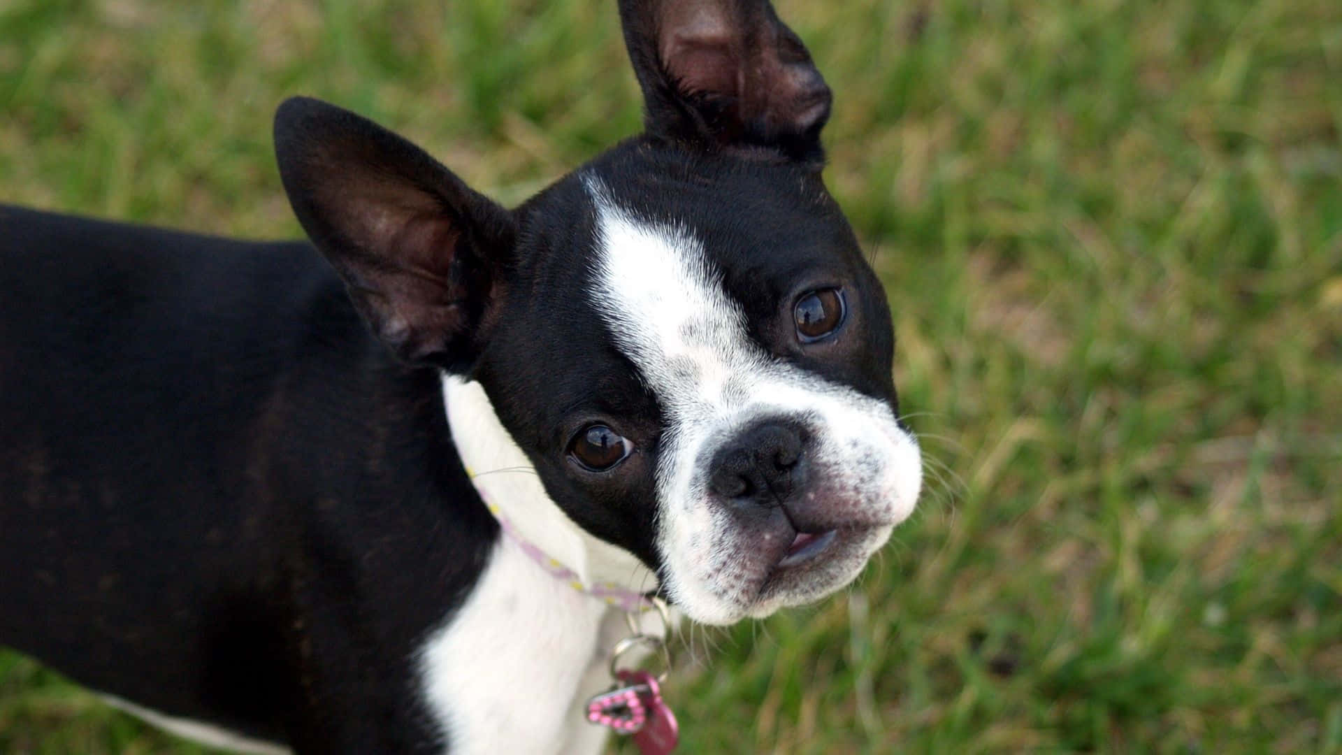 boston terrier 桌布 壁紙 — 一隻黑白相間的波士頓㹴近距離特寫，有著大大的深色眼睛，在草地上好奇地看著相機。