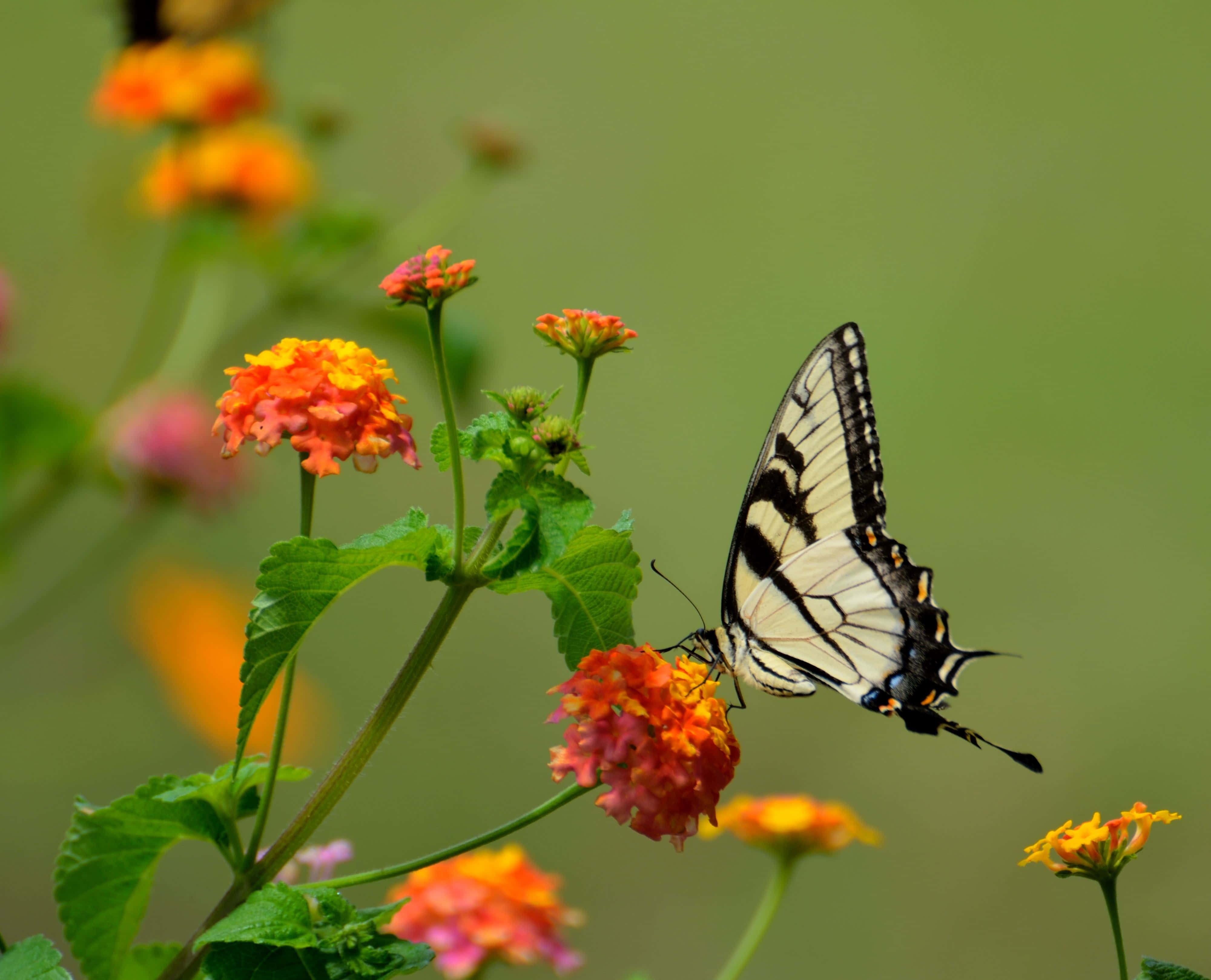 Real Butterfly 桌布 壁紙 — 一隻黑白相間的燕尾蝶優雅地棲息在鮮豔的橙色馬纓丹花上，背景是柔和的綠色。