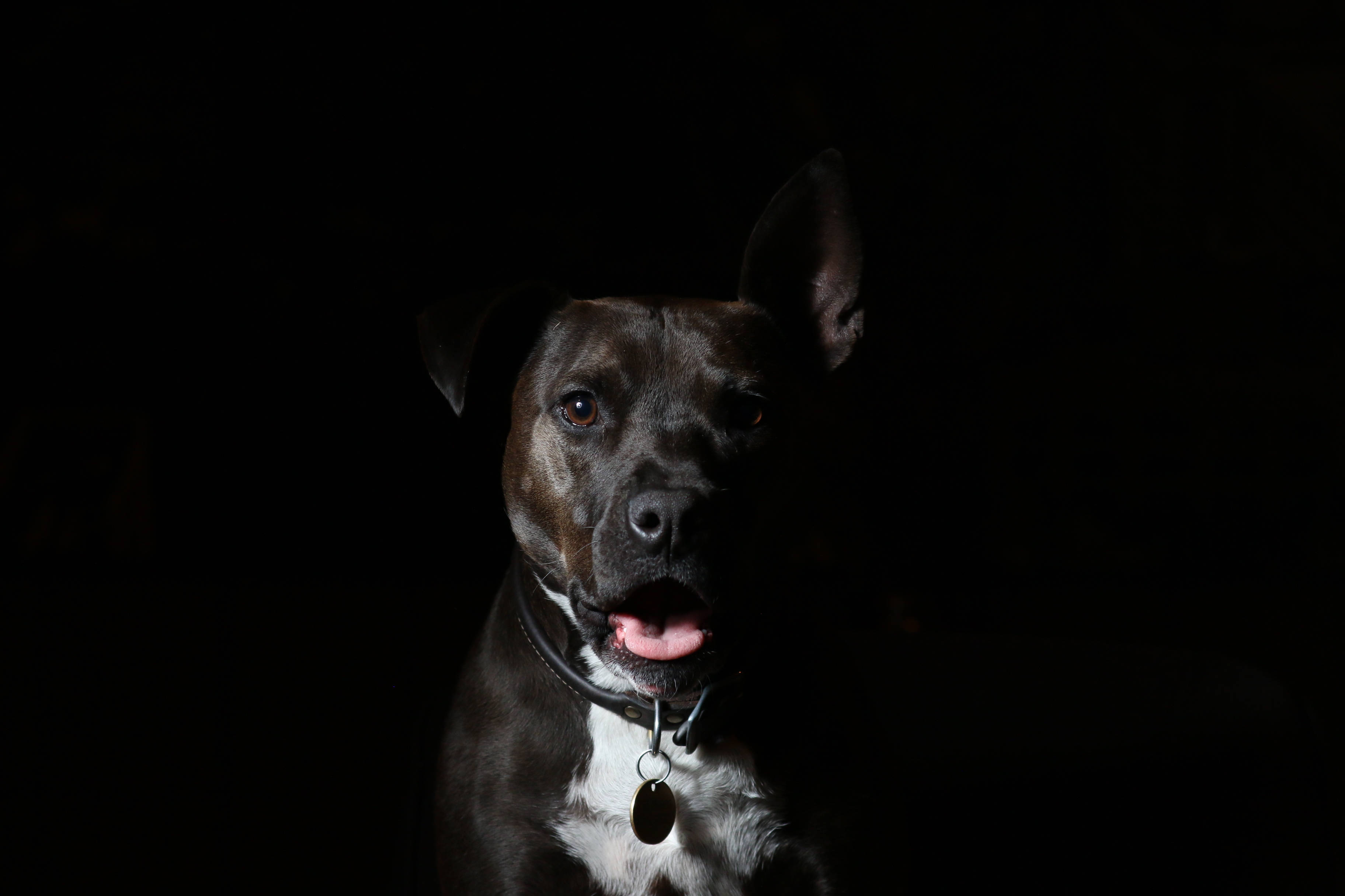 Pitbull 桌布 壁紙 — 一隻黑白相間的狗，警覺的耳朵和粉紅色的舌頭，在漆黑的背景下向前凝視。