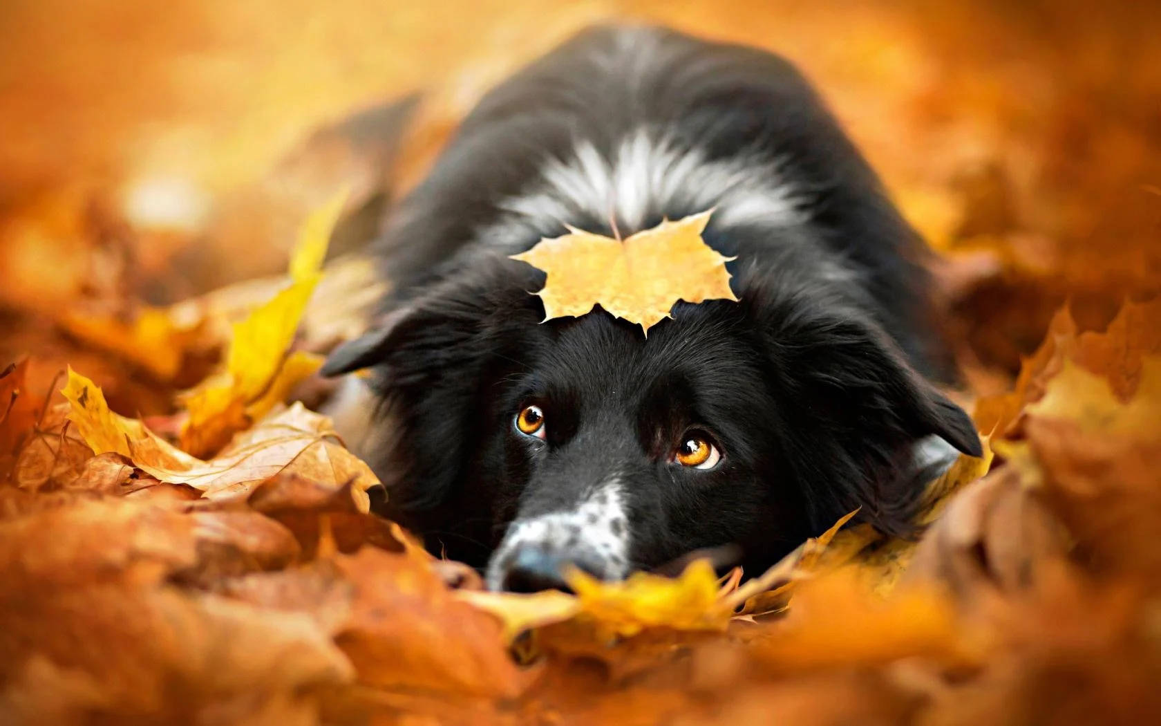 Fall Season 桌布 壁紙 — 一隻黑白相間的狗在金黃色的秋葉中休息，一片葉子輕輕地落在它的額頭上。