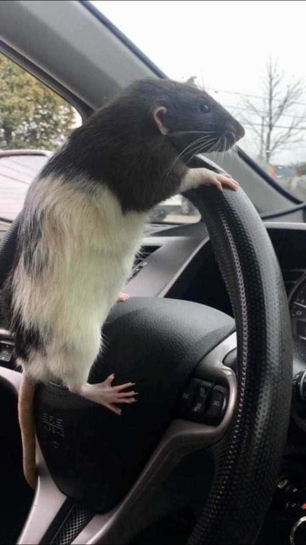 Rat 桌布 壁紙 — 一隻黑白相間的老鼠直立於汽車的方向盤上，用前爪抓住方向盤頂部。