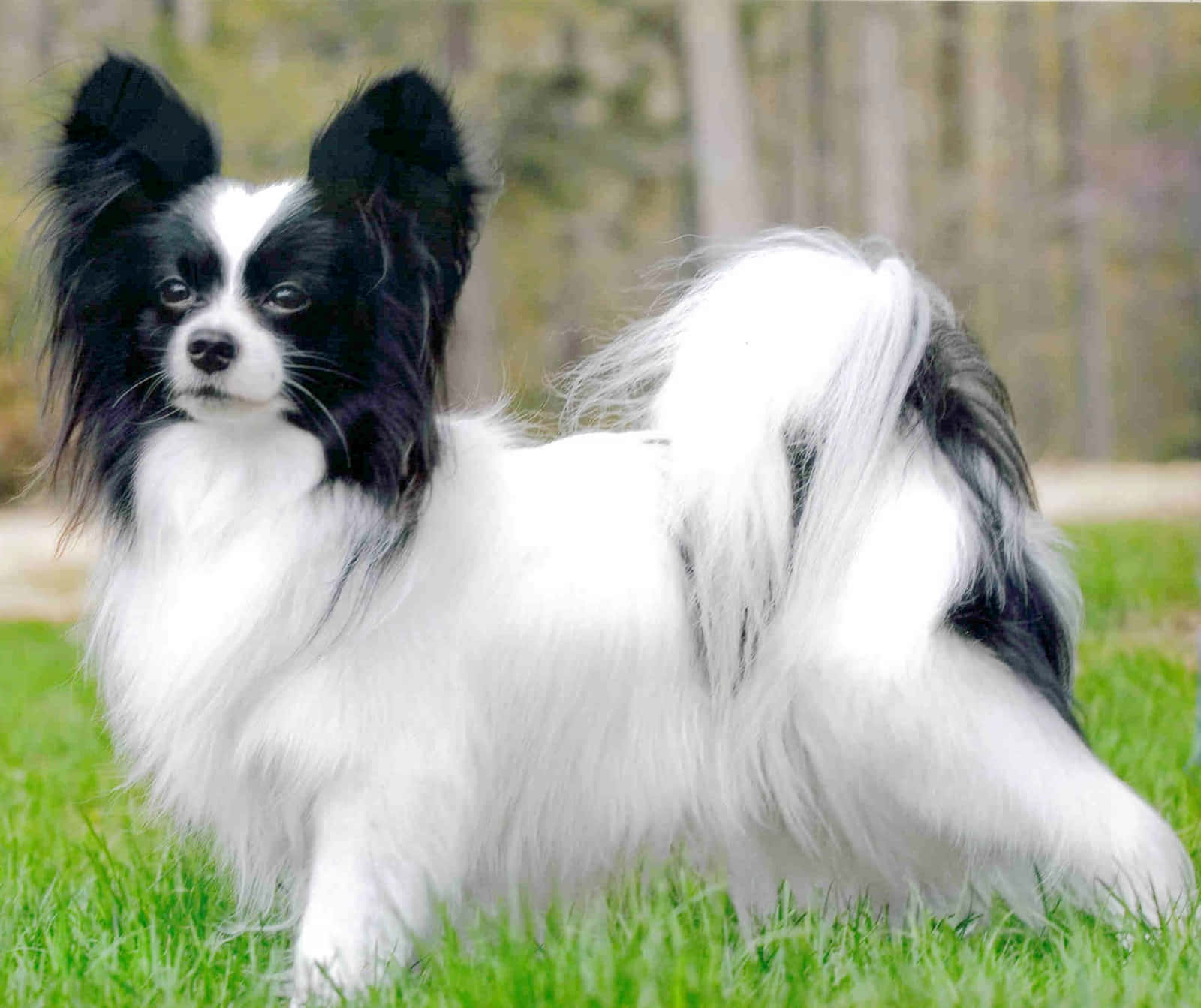 動物 桌布 壁紙 — 一隻黑白相間的蝴蝶犬警覺地站在鮮綠色的草地上，背景是模糊的森林。