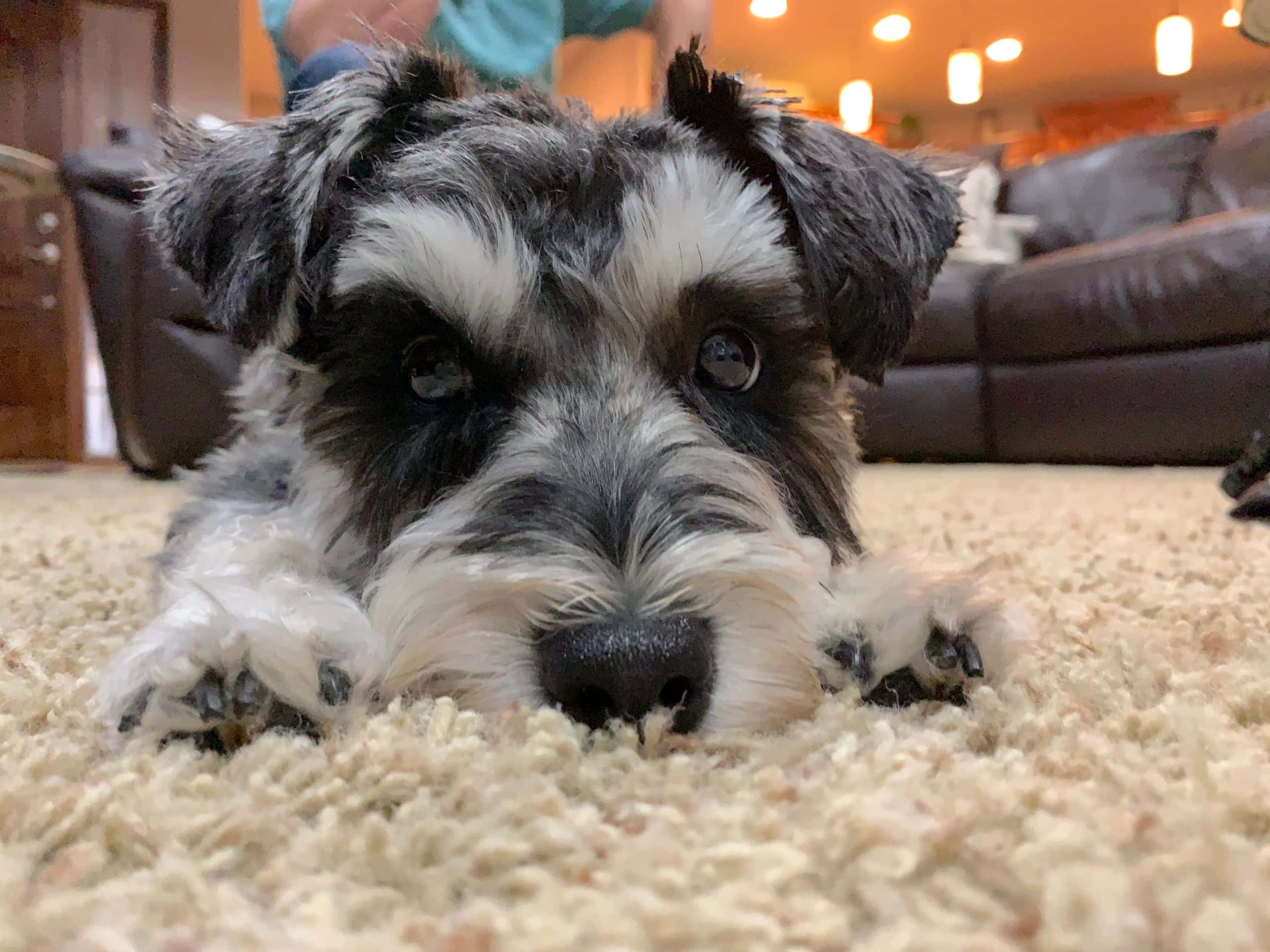 Schnauzer 桌布 壁紙 — 一隻黑白相間的雪納瑞幼犬躺在米色地毯上的特寫，大大的靈魂之眼望著鏡頭。