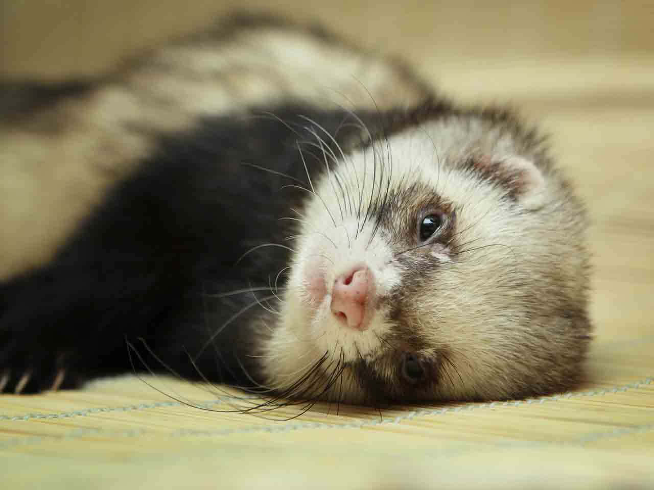 Ferret 桌布 壁紙 — 一隻黑白相間的雪貂側躺在竹蓆上的特寫，背景柔和模糊。