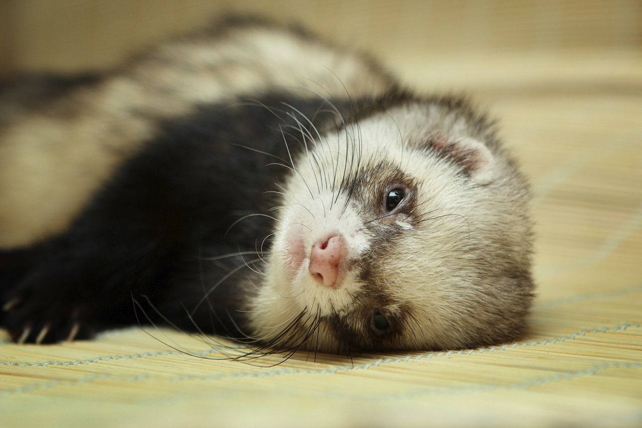 Ferret 桌布 壁紙 — 一隻黑白相間的雪貂放鬆地躺在竹蓆上，背景柔和模糊。