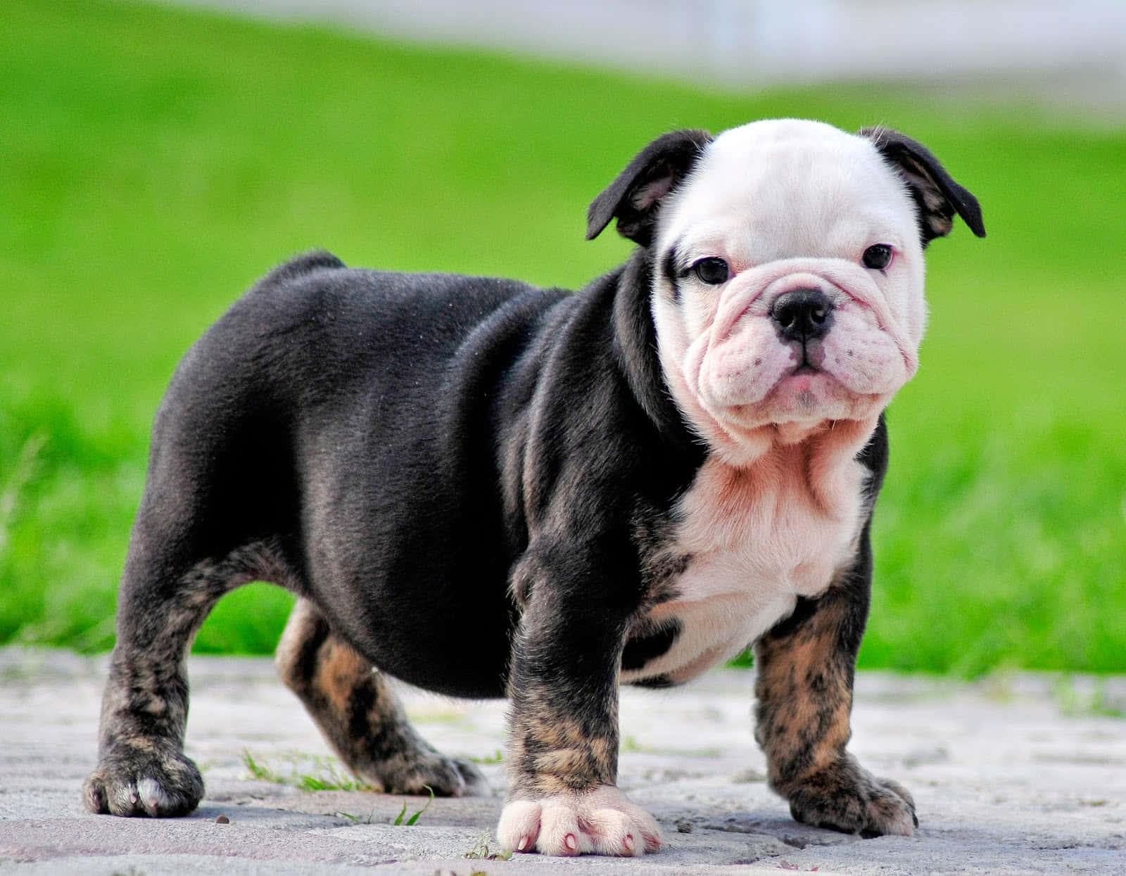 Bulldog 桌布 壁紙 — 一隻黑白相間的鬥牛犬幼犬，粉紅色的爪子，站在混凝土小路上，背景是充滿活力的綠色草地。