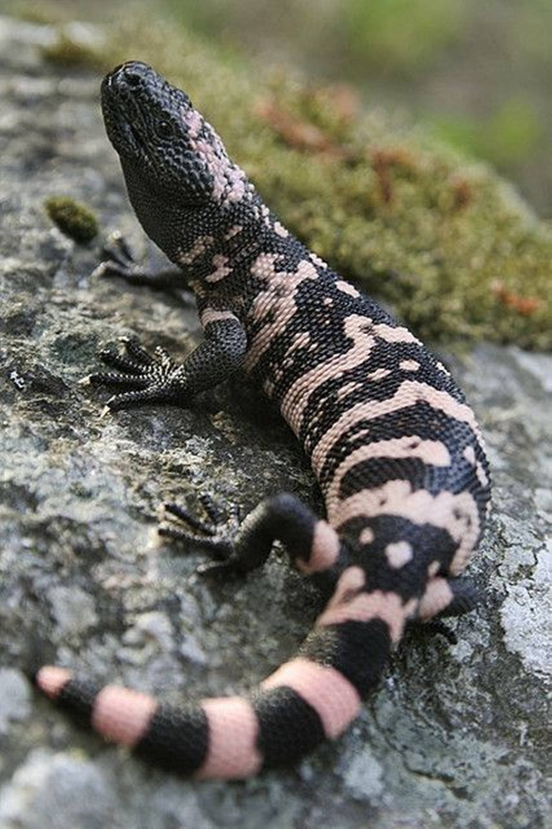reptile 桌布 壁紙 — 一隻黑白粉紅圖案蜥蜴棲息在長滿苔蘚的灰色岩石上的特寫。