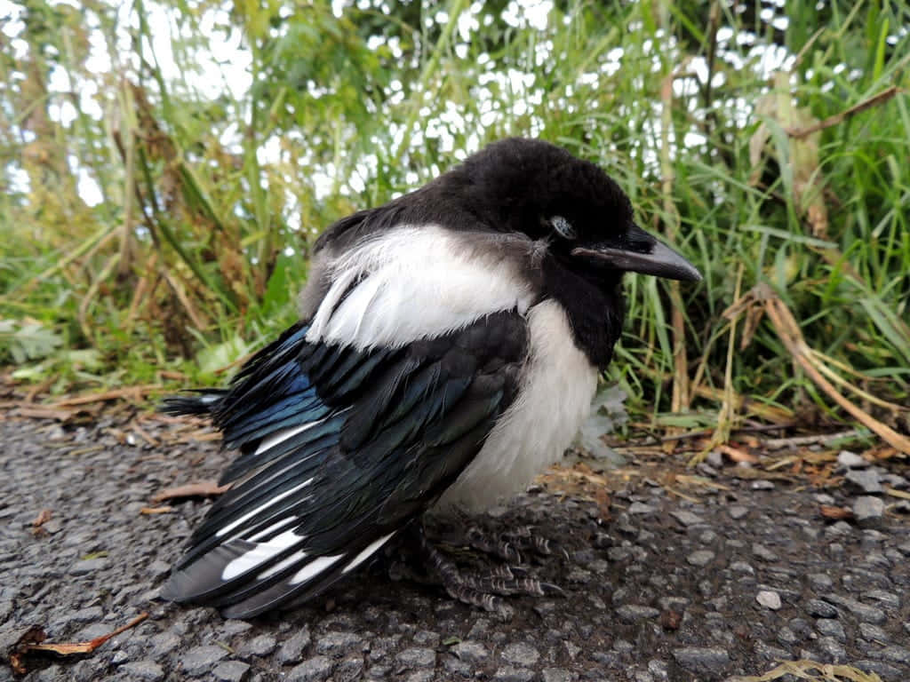 Magpies And Crows 桌布 壁紙 — 一隻黑白羽毛的喜鵲坐在被綠草包圍的碎石路上。