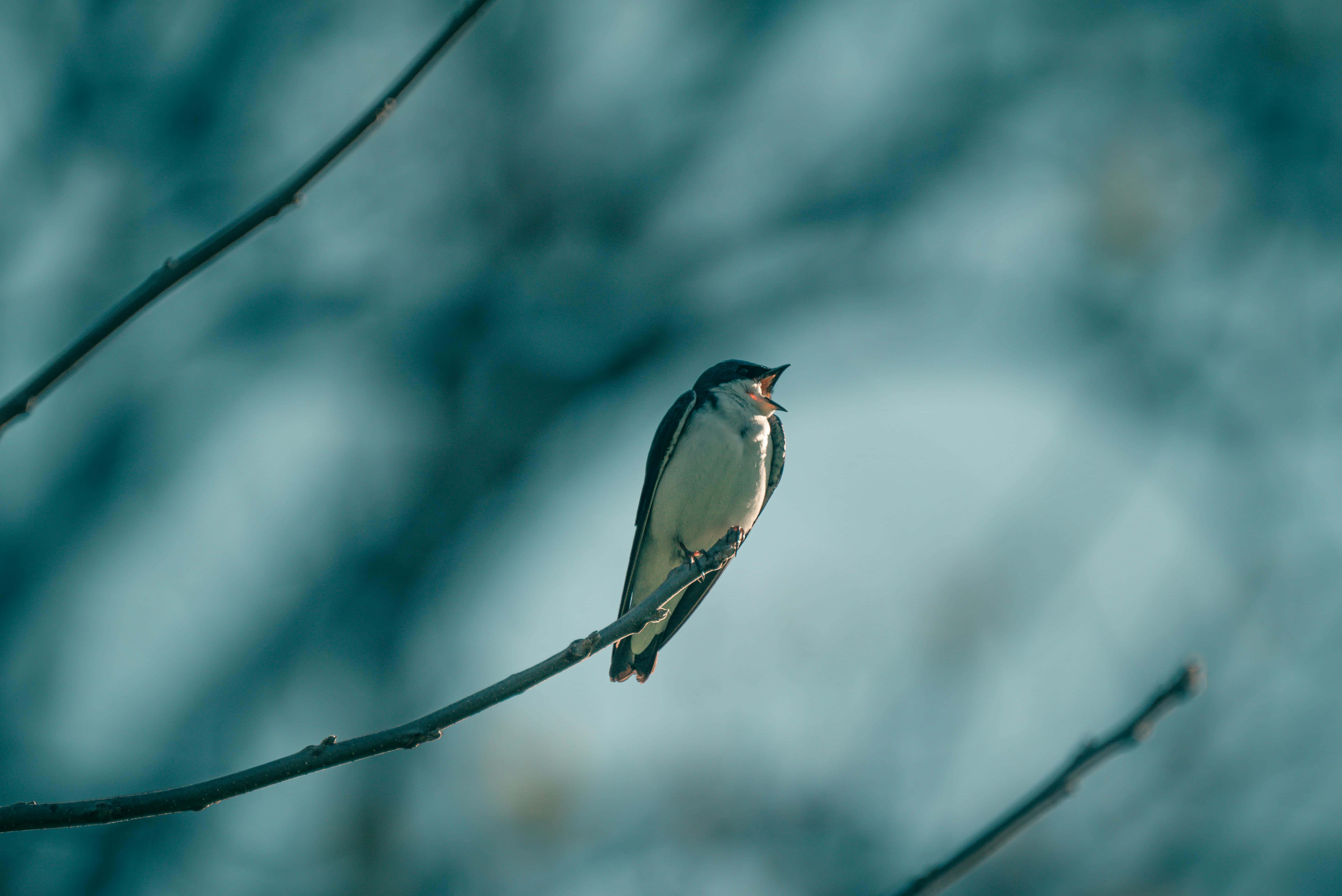 Swallow Bird 桌布 壁紙 — 一隻黑白羽毛的小鳥棲息在光禿禿的樹枝上，背景是柔和的藍色模糊效果。