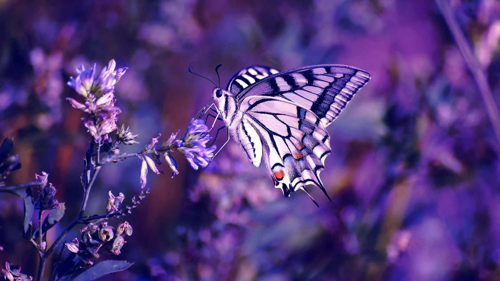 Butterflies Laptop 桌布 壁紙 — 一隻黑白翅膀的燕尾蝶，輕柔地停在一簇紫色花朵上，背景夢幻朦朧。