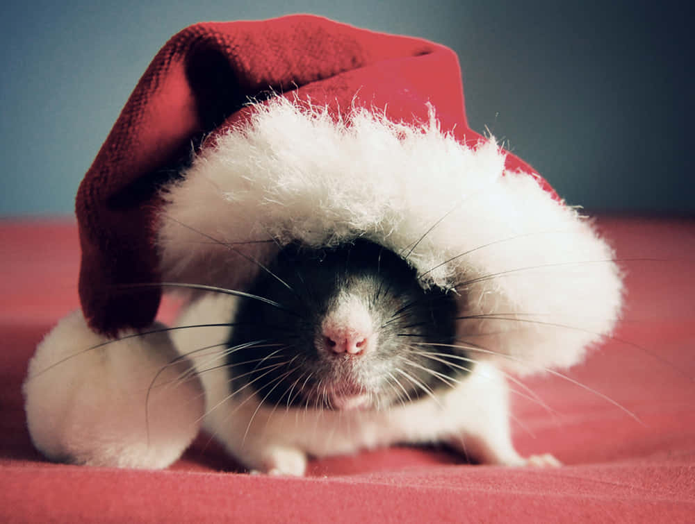 Rat 桌布 壁紙 — 一隻黑白老鼠戴著紅色白邊聖誕帽，坐在紅色表面上直視鏡頭。