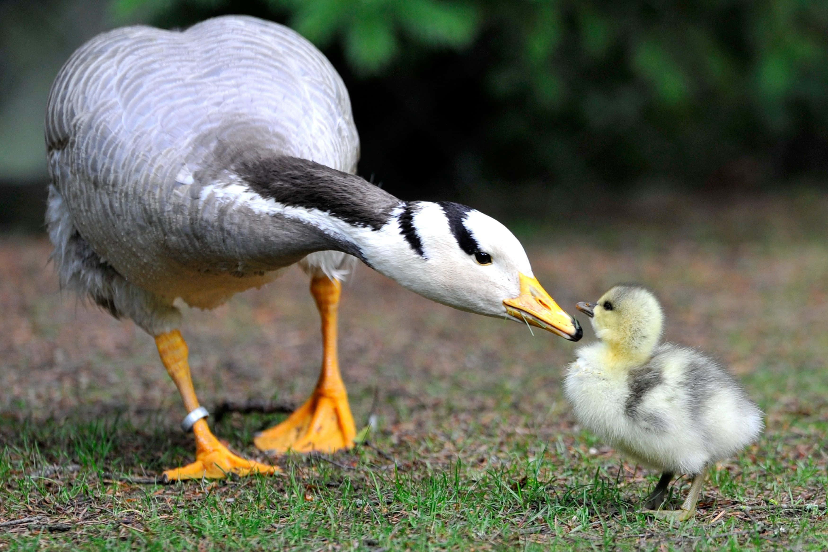 Goose 桌布 壁紙 — 一隻黑白色頭部的鵝媽媽在草地上輕輕地蹭著她那毛茸茸的黃色小鵝。