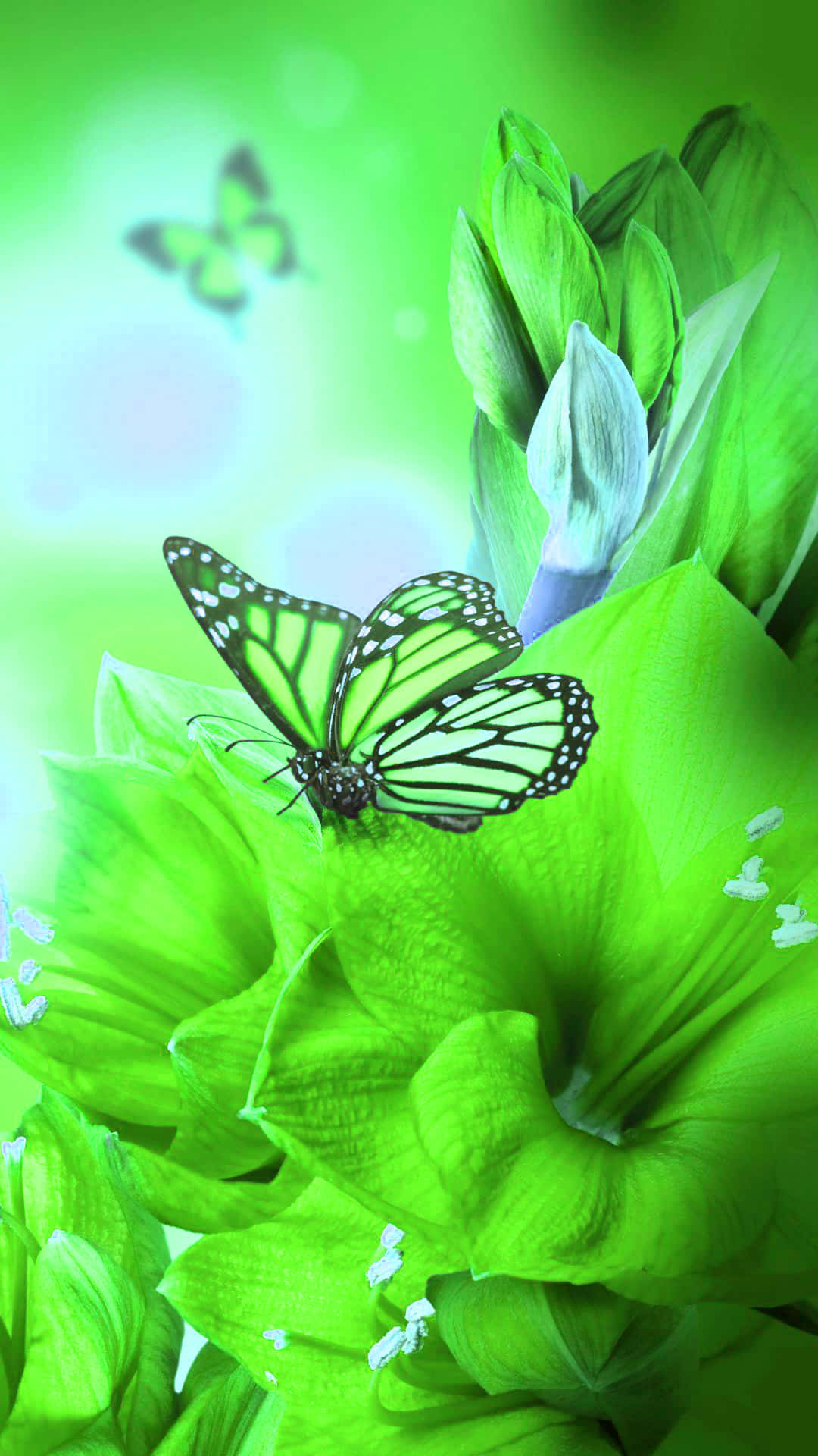Green Butterfly 桌布 壁紙 — 一隻黑白蝴蝶停在一朵鮮綠色的花上，背景是柔和的散景效果。