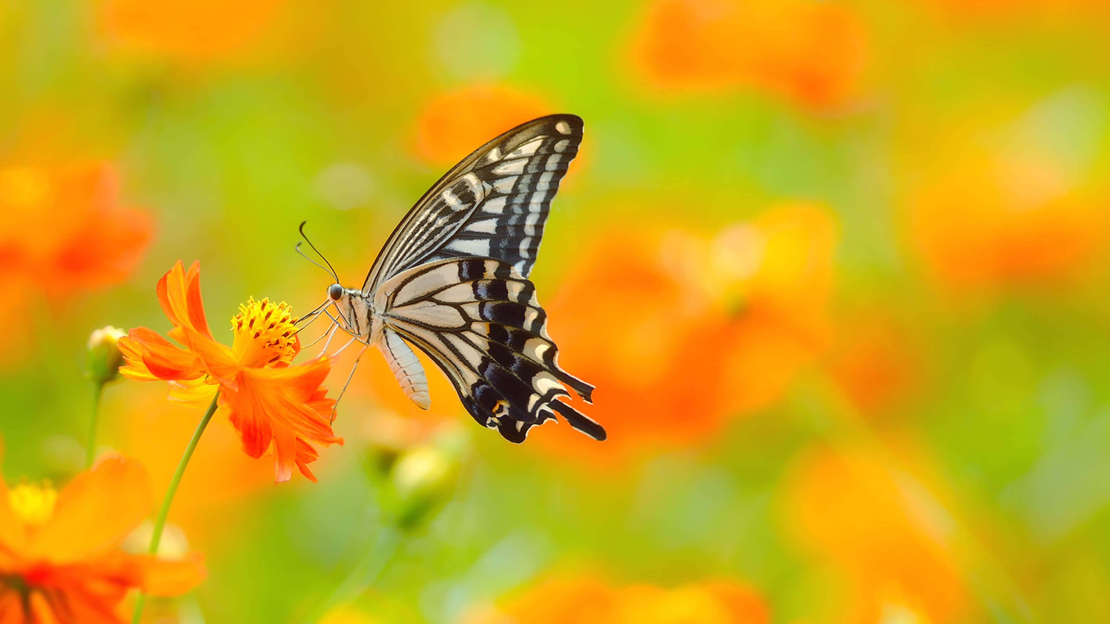 Butterfly Photography 桌布 壁紙 — 一隻黑白蝴蝶輕輕停在一朵鮮豔的橙色花上，背景是陽光普照、模糊的花田。