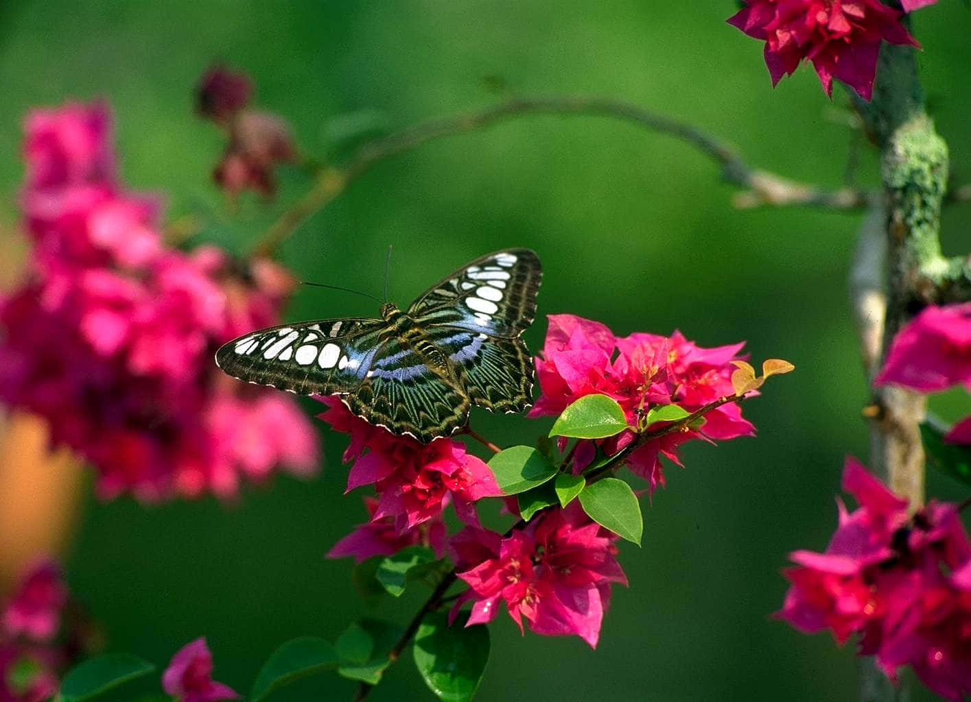 Real Butterfly 桌布 壁紙 — 一隻黑白蝴蝶輕輕停歇在鮮豔粉紅色的九重葛花朵上，背景是柔和的綠色。
