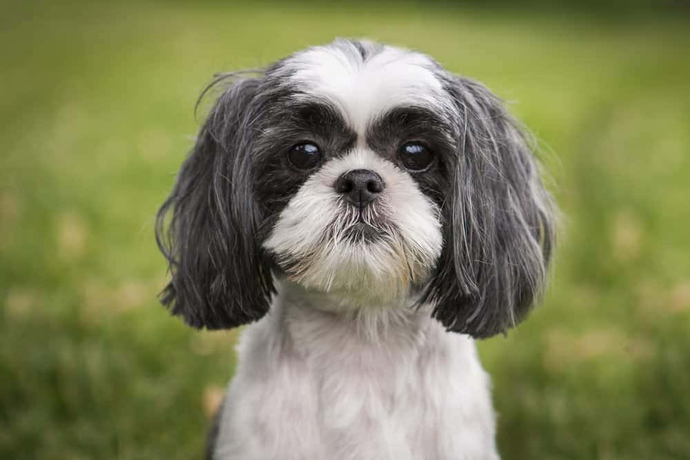 shih tzu 桌布 壁紙 — 一隻黑白西施犬的特寫，毛茸茸的毛髮和一雙黑色大眼睛，在模糊的綠色草地背景下向前凝視。