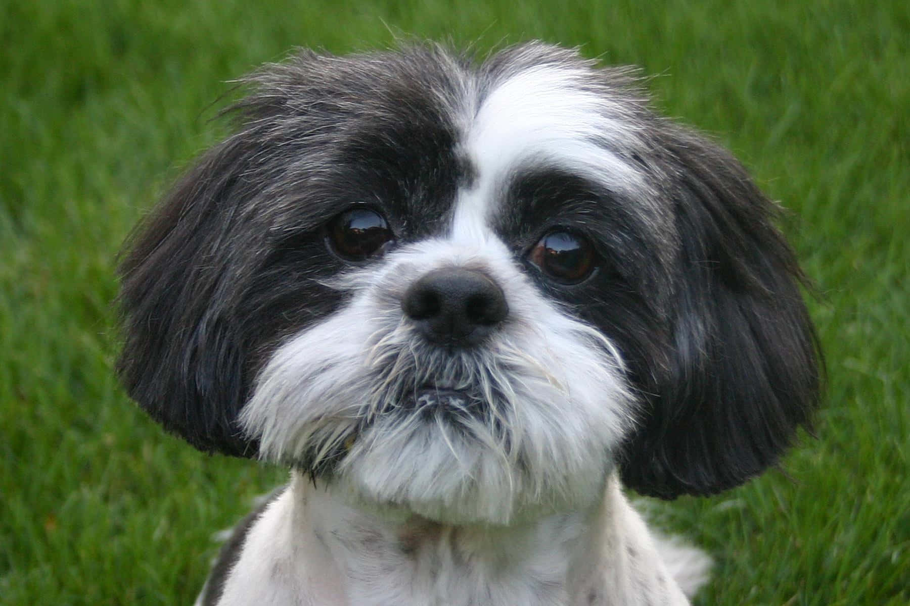 shih tzu 桌布 壁紙 — 一隻黑白西施犬的近距離特寫，毛茸茸的毛髮，在充滿活力的綠色草地背景下直視鏡頭。