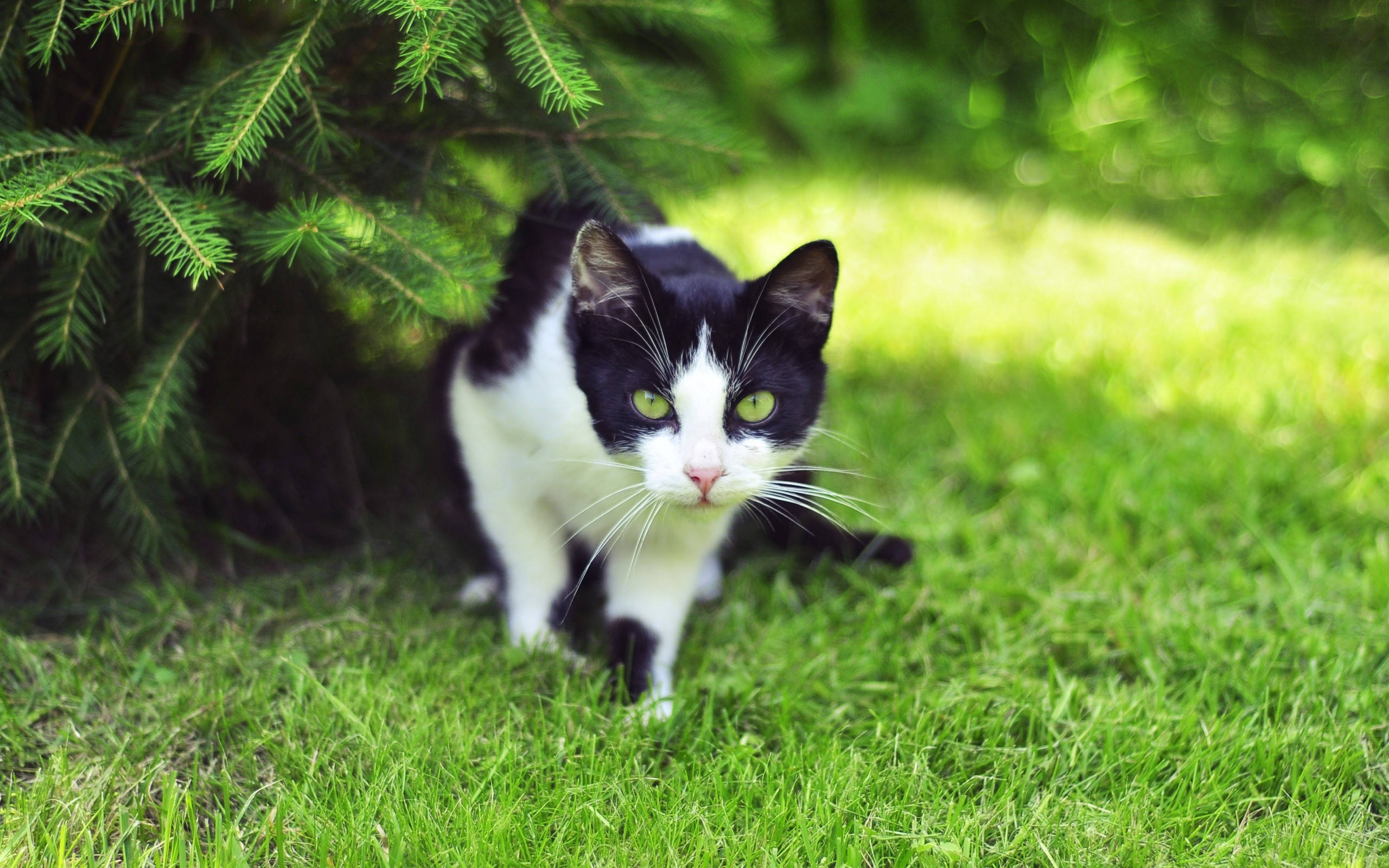 Cute Cat 桌布 壁紙 — 一隻黑白貓咪，擁有引人注目的綠色眼睛，在松樹下生機勃勃的綠草中潛行。