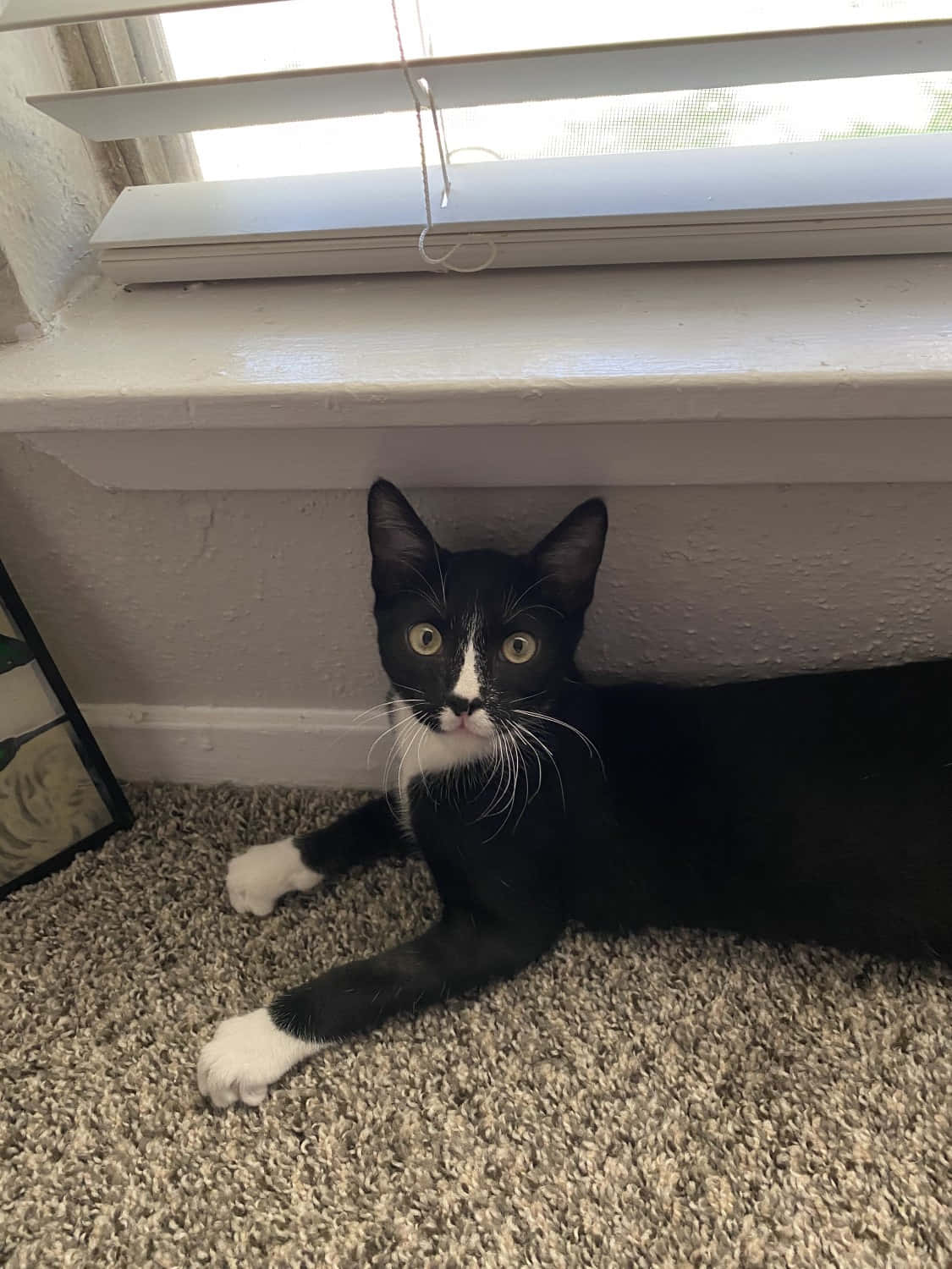 European Shorthair 桌布 壁紙 — 一隻黑白貓咪，有著明亮的黃色眼睛，躺在米色地毯上，白色窗台下方。