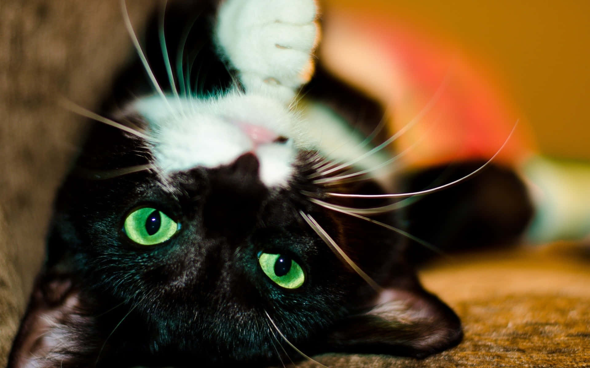 Cute Cat 桌布 壁紙 — 一隻黑白貓咪，有著發光的綠色眼睛，在舒適的室內環境中仰躺，爪子朝上。